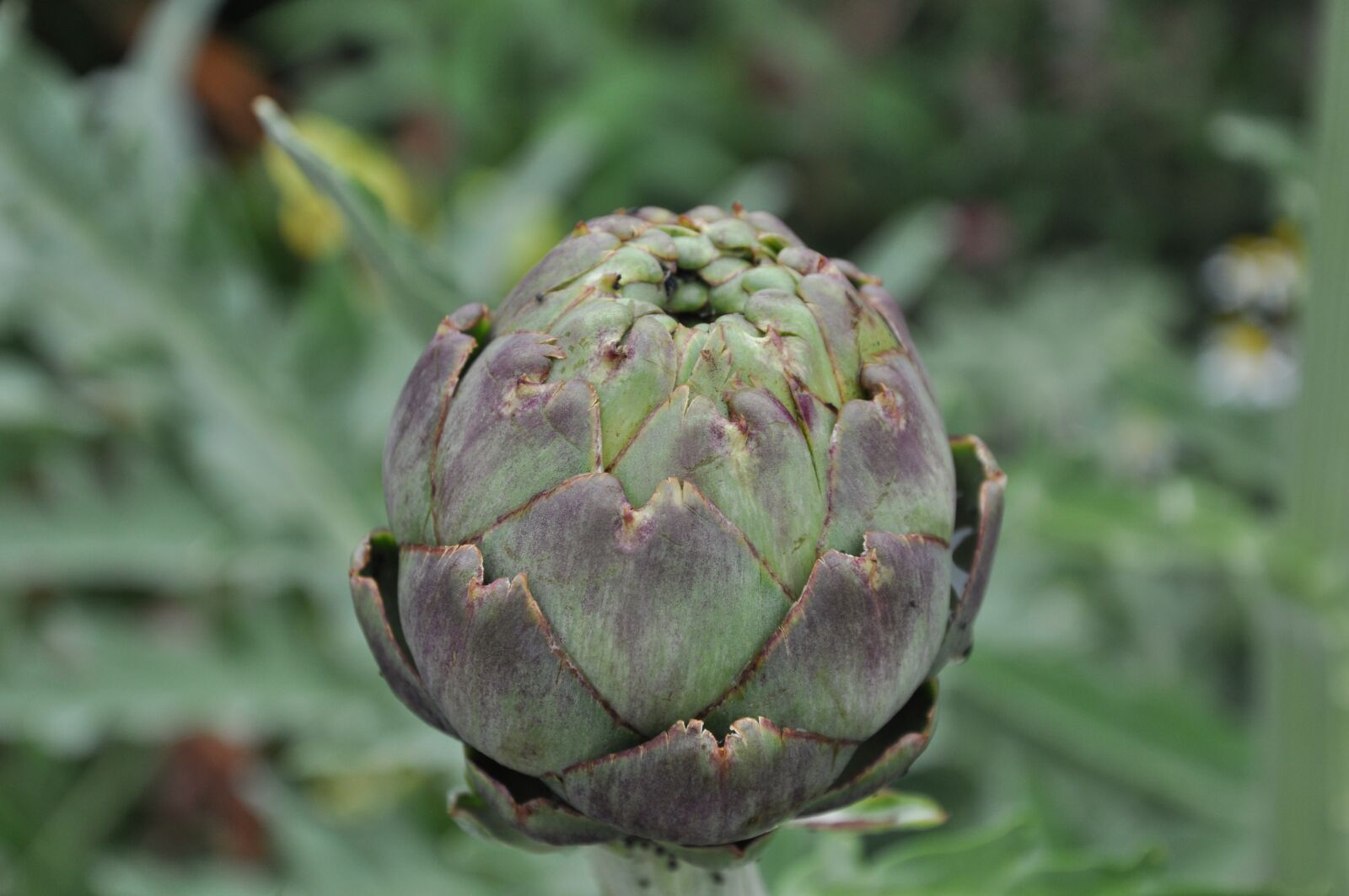 Nikon D90 sample photo. Bud, flower, garden photography