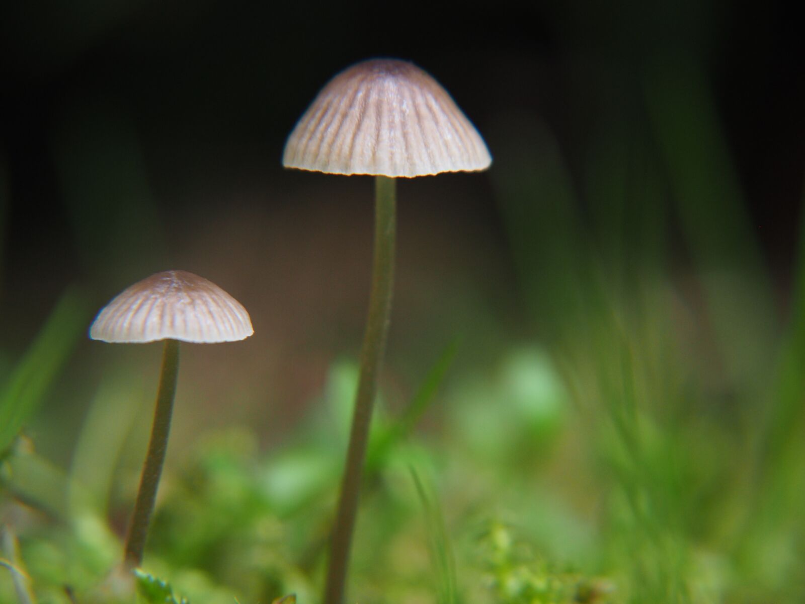 Panasonic Lumix G Vario 14-42mm F3.5-5.6 ASPH OIS sample photo. Mushrooms, grass, mushroom photography