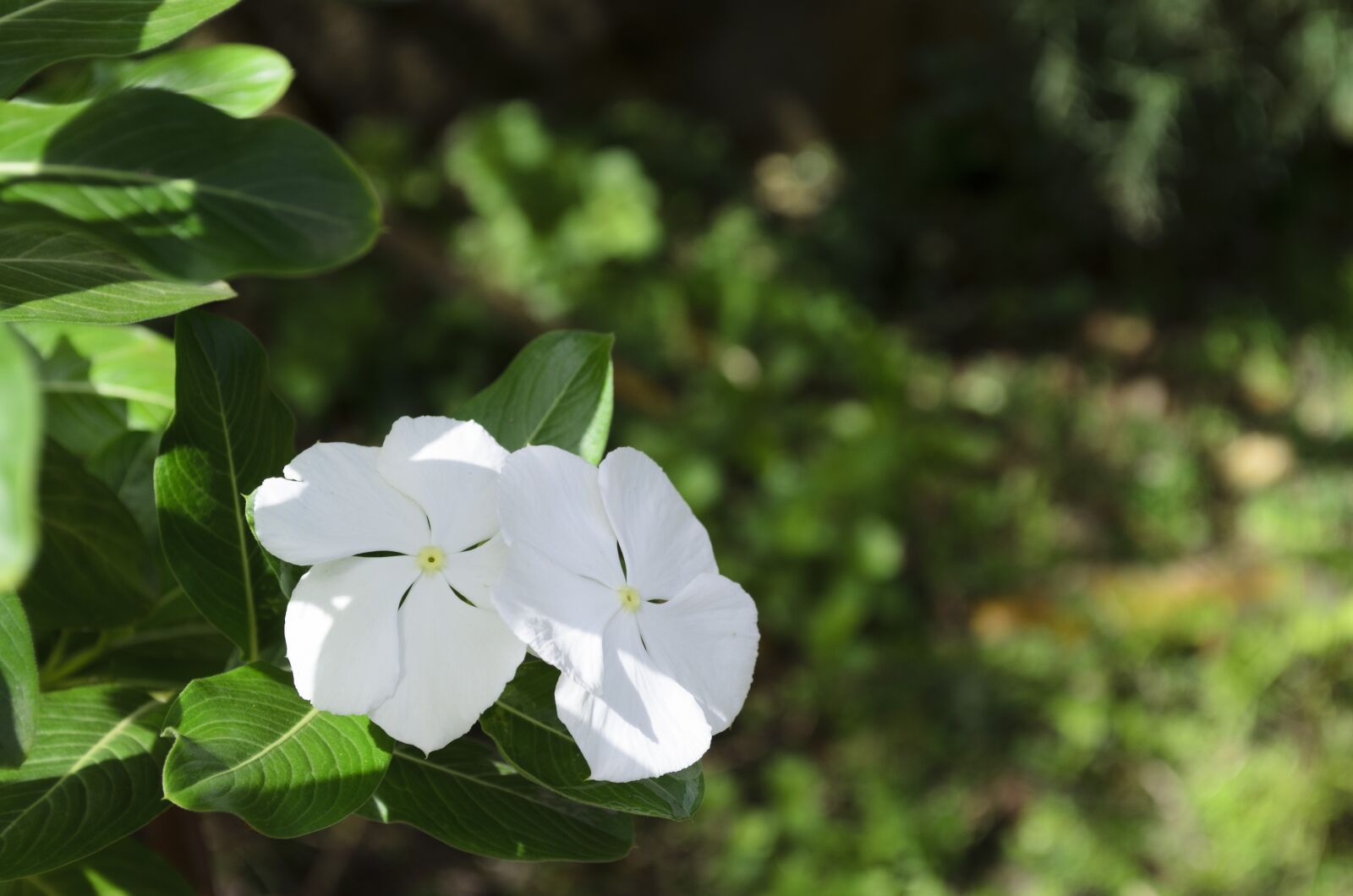Nikon D5100 sample photo. Periwinkle, flower, plant photography