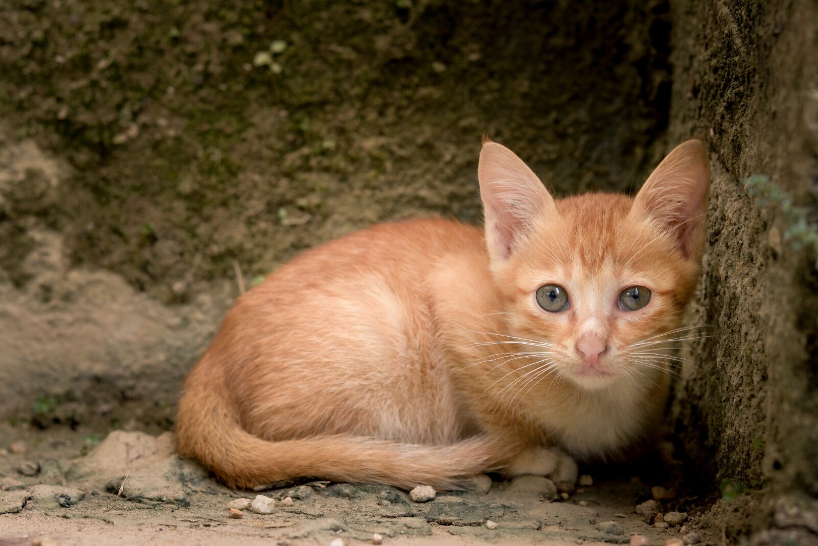 Nikon D7100 sample photo. Cute, animal, cat photography