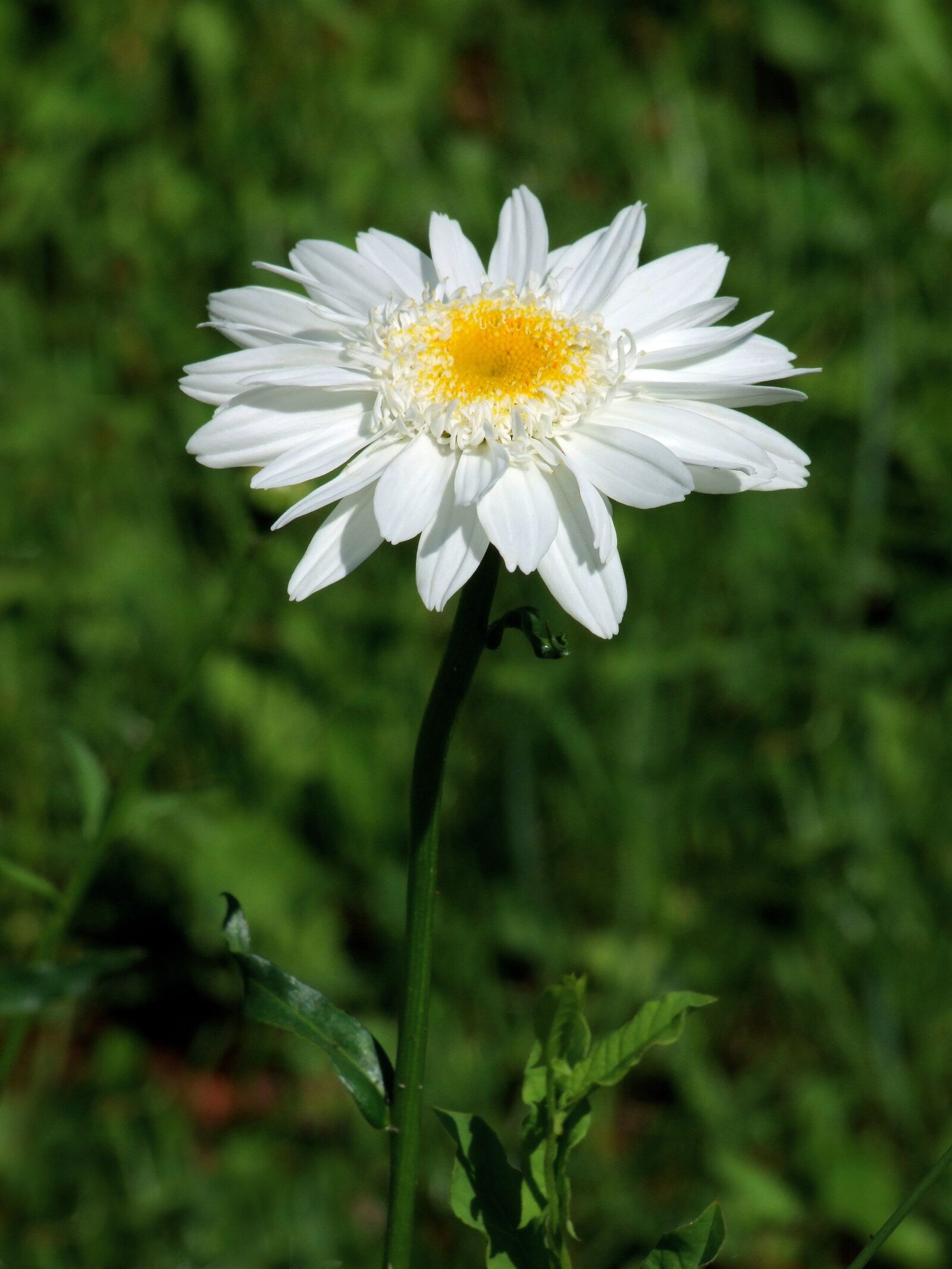 Fujifilm FinePix S100fs sample photo. Full-flowered daisy, leucanthemum, white photography
