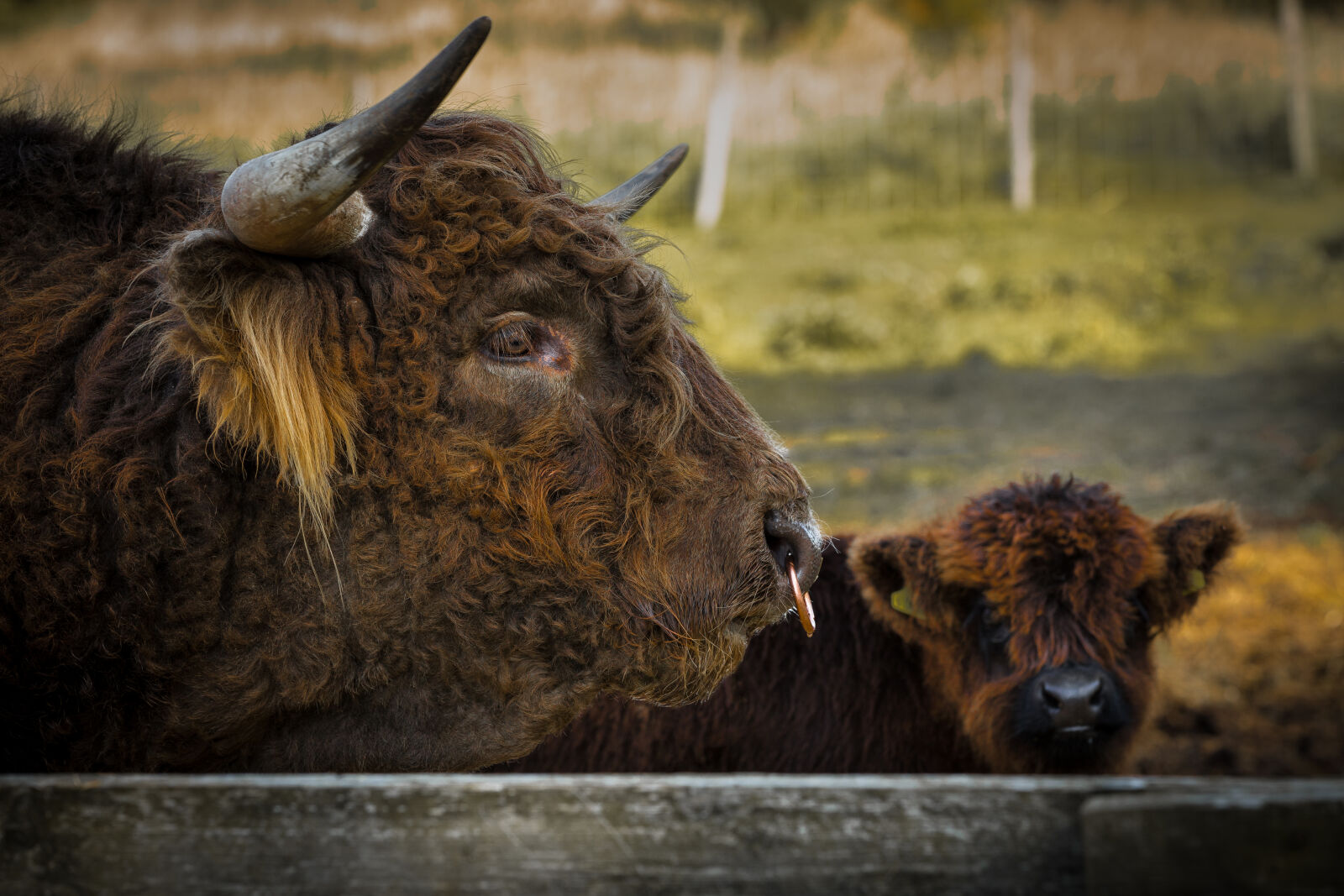 Canon EF 70-200mm F2.8L IS II USM sample photo. Animal, farming, autumn, bull photography