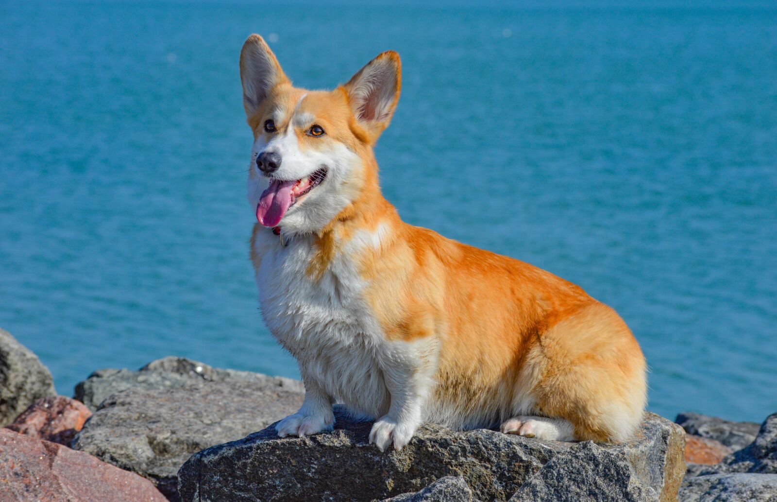 Nikon D3200 sample photo. Corgi, dog, pet photography