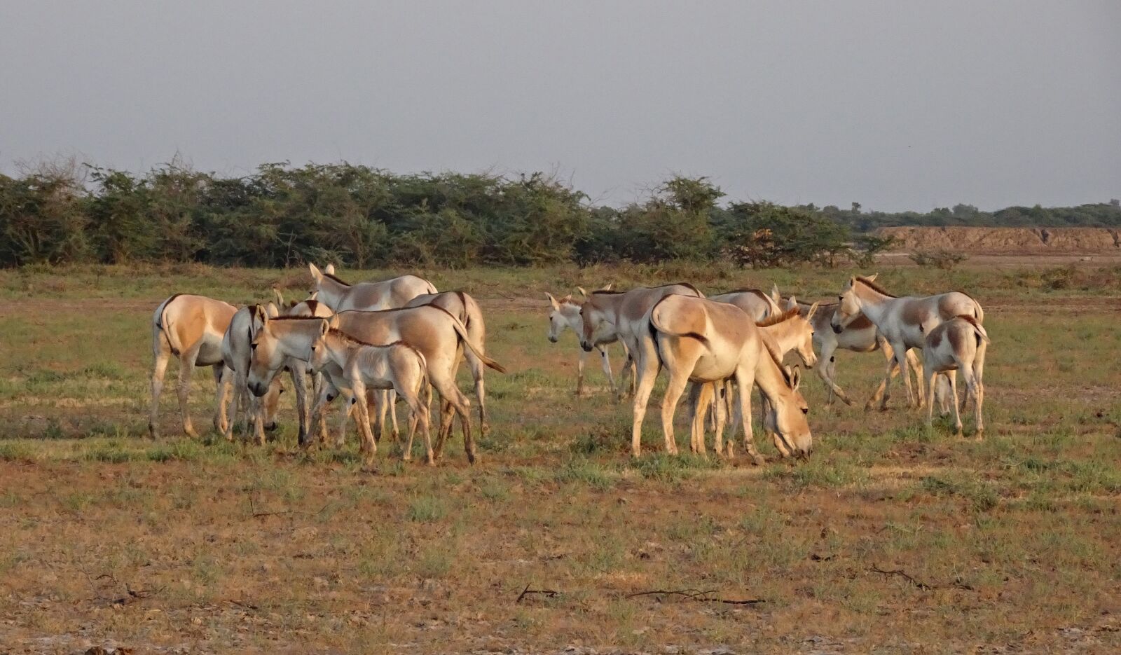 Sony Cyber-shot DSC-HX90V sample photo. Indian wild ass, equus photography