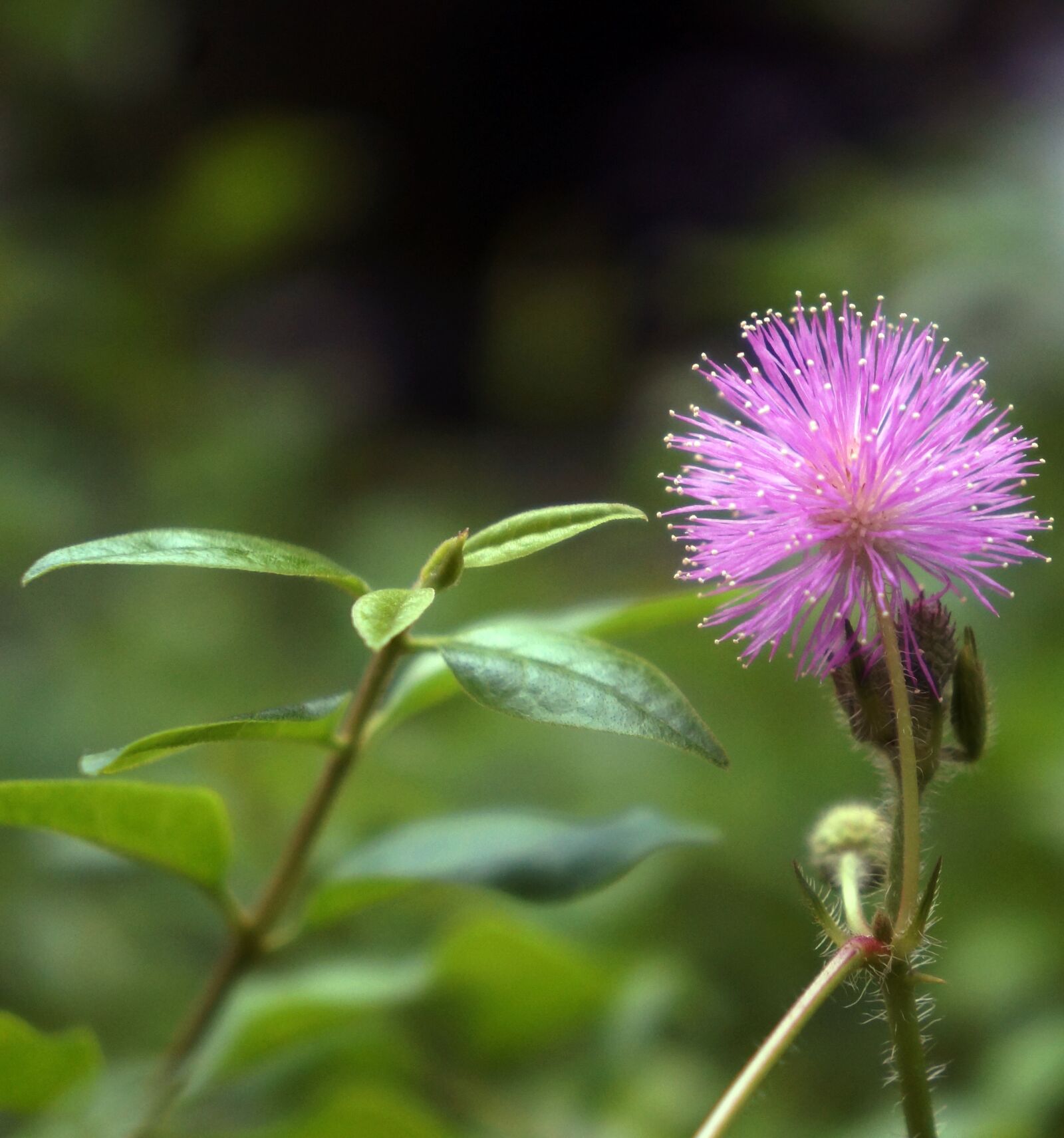 Sony Alpha NEX-5N sample photo. Flowers, pink, mimosa photography
