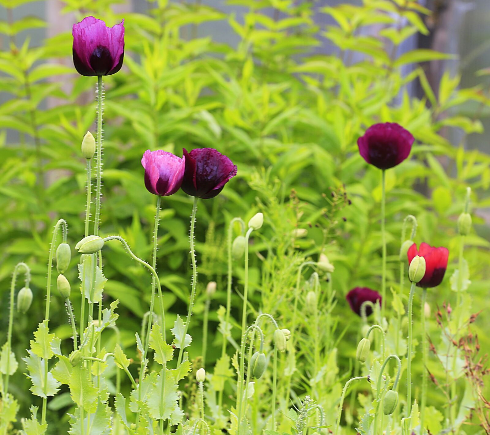 Canon EOS 6D + Canon EF 70-200mm F4L USM sample photo. Maki, purple poppy, flowers photography