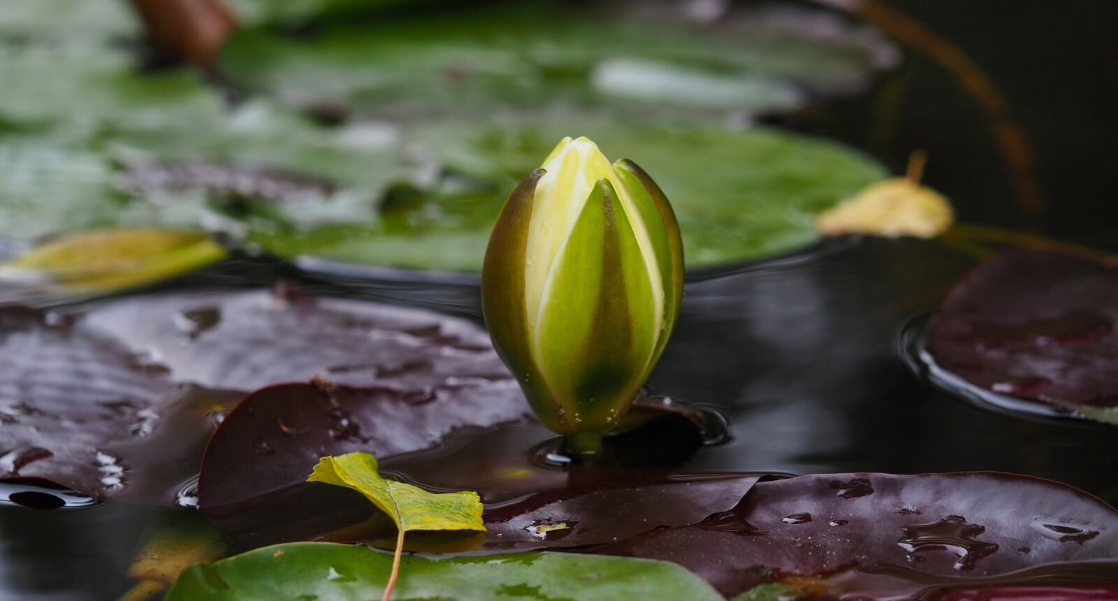 Olympus OM-D E-M10 III sample photo. Water lily, flowers, flower photography