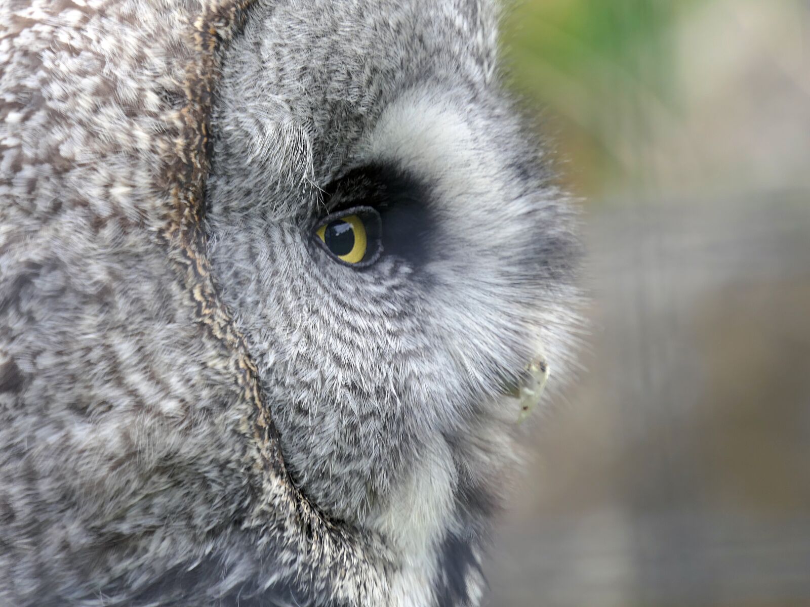 Panasonic Lumix DMC-FZ2500 (Lumix DMC-FZ2000) sample photo. Owl, eye, close up photography