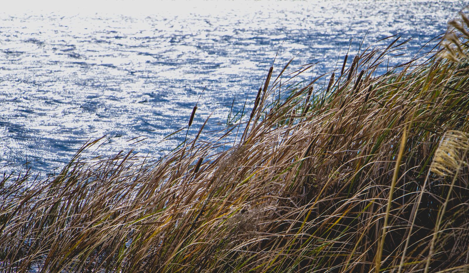 Canon EOS 760D (EOS Rebel T6s / EOS 8000D) + Canon EF-S 18-135mm F3.5-5.6 IS STM sample photo. Lake, reeds, grass photography