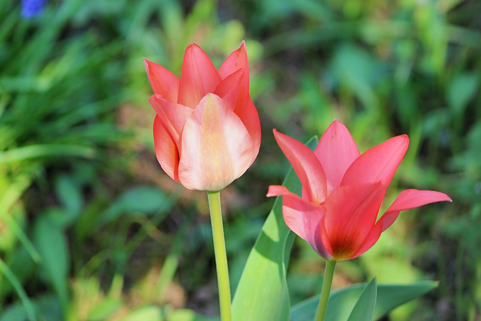 Canon EOS 600D (Rebel EOS T3i / EOS Kiss X5) sample photo. Flowers, tulips, spring photography