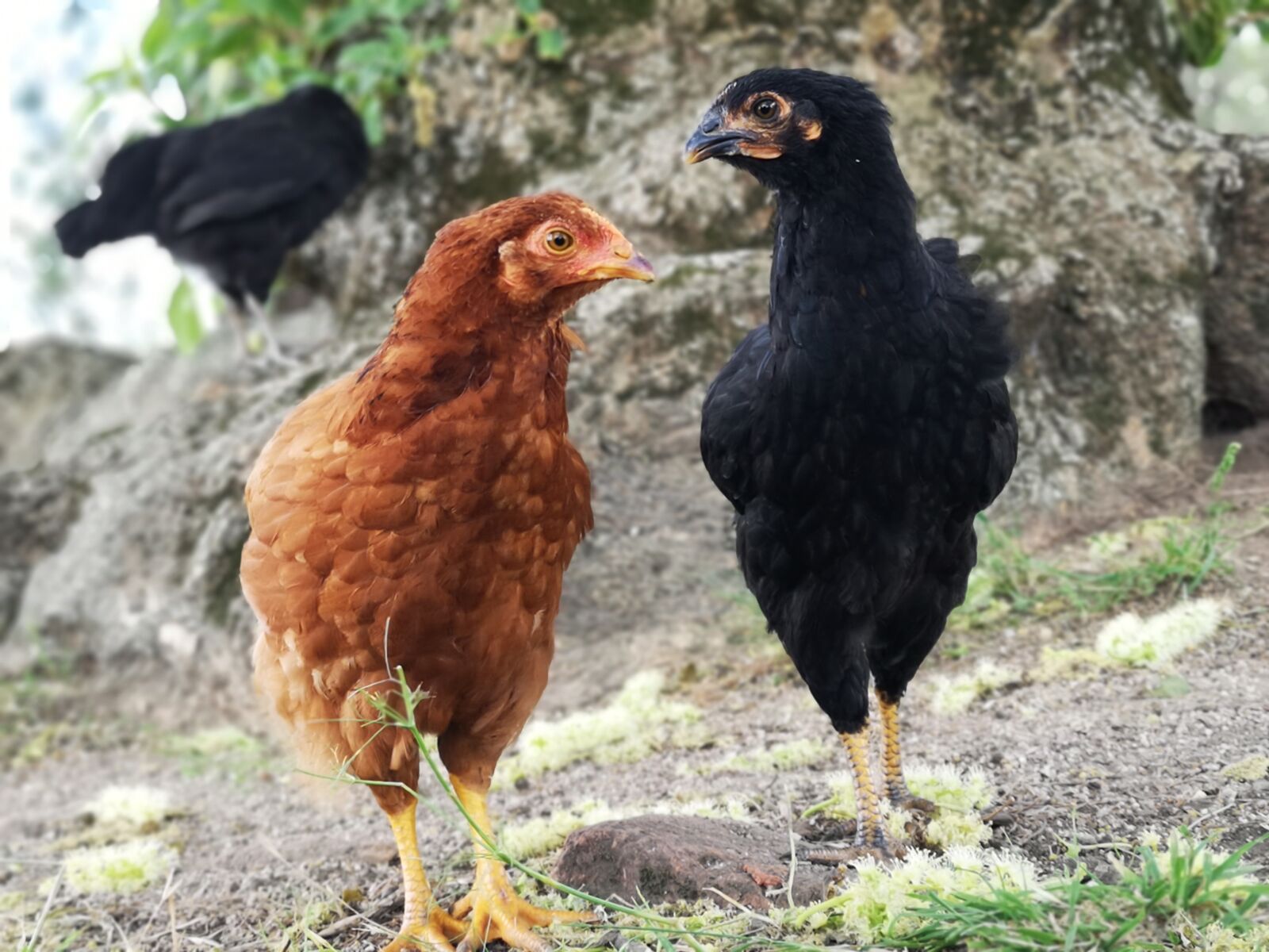 HUAWEI CLT-L29 sample photo. Chicken, farm, natural photography