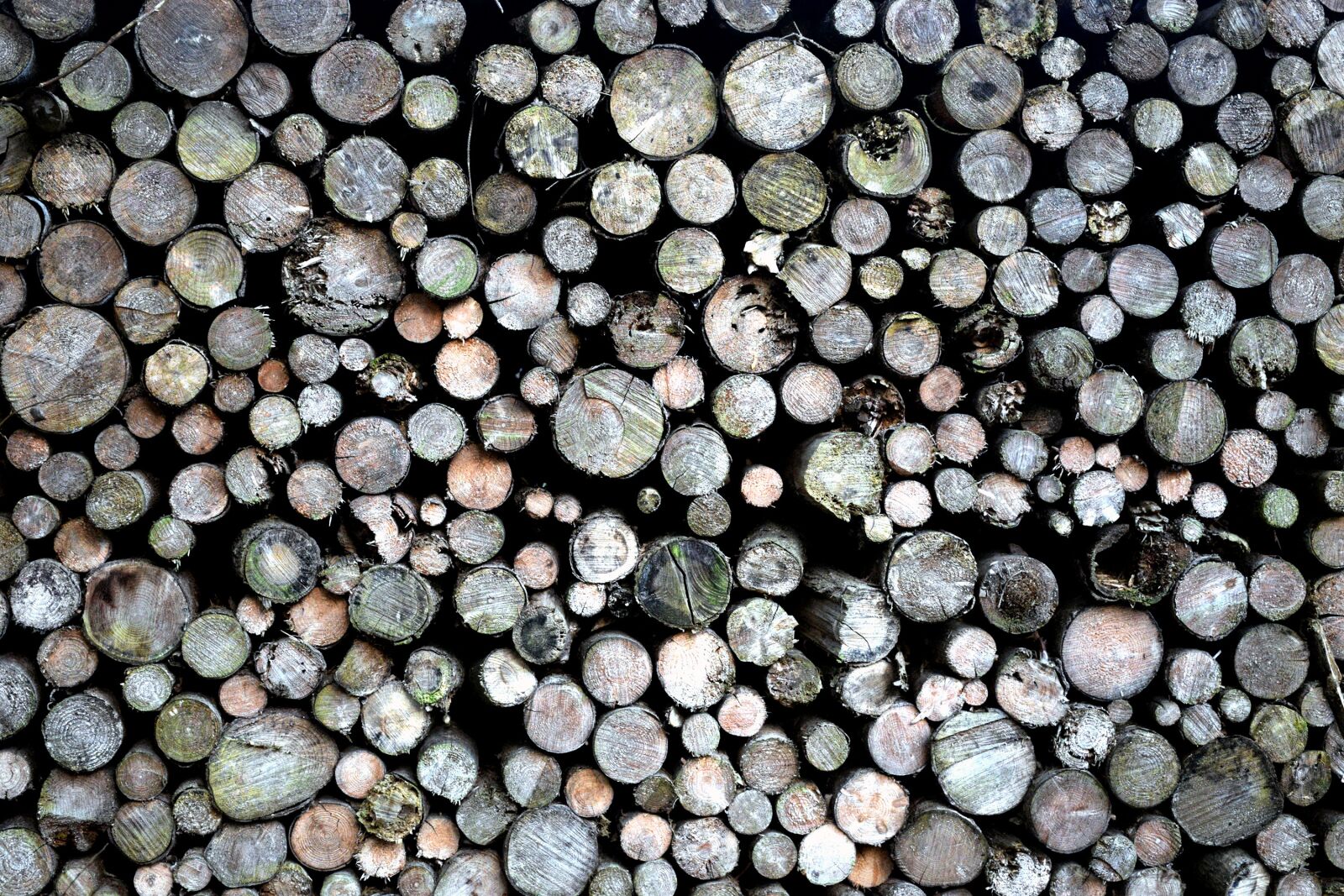 Nikon D5300 sample photo. Chopped, firewood, axe photography