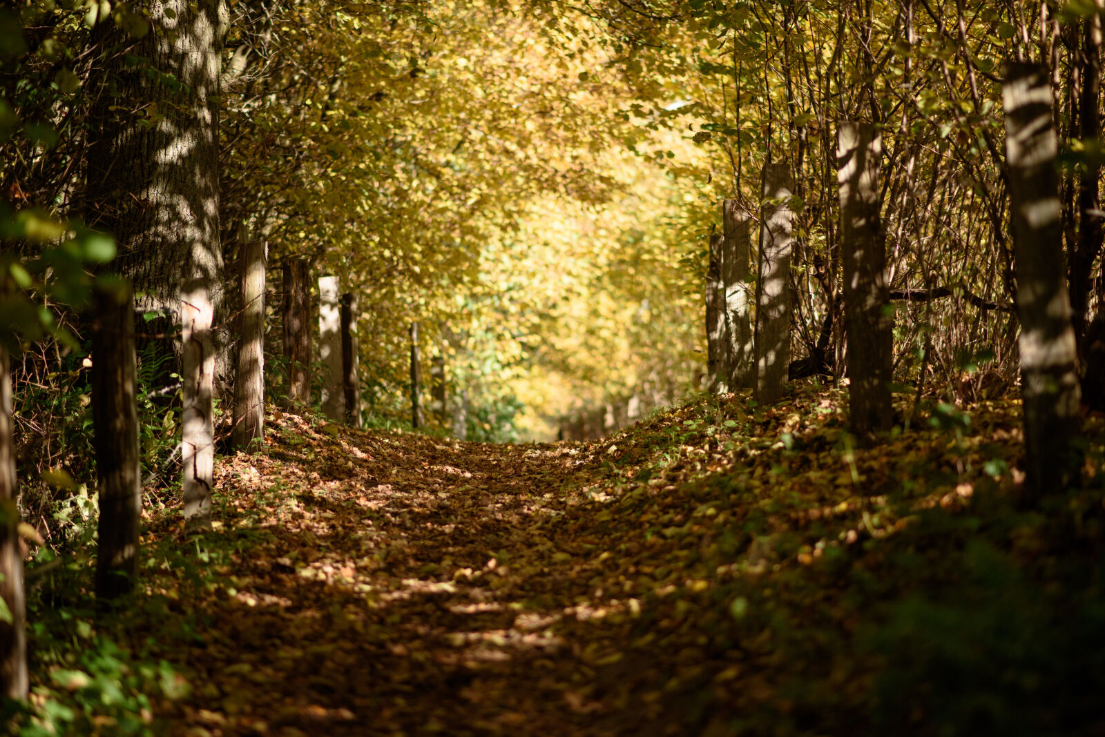Nikon AF-S Nikkor 85mm F1.8G sample photo. Autumn, fall, leaves, hiking photography
