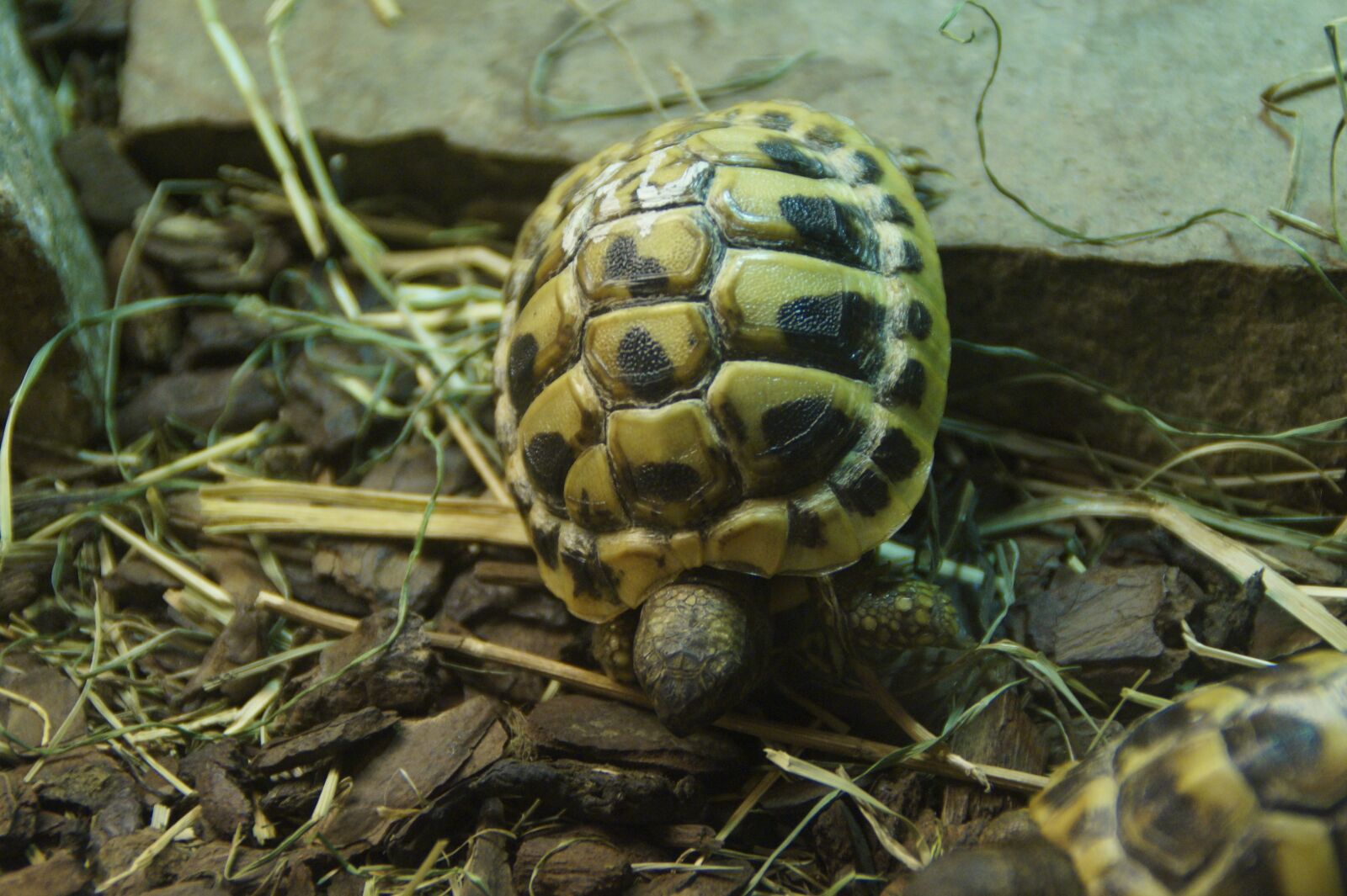 Sony SLT-A58 sample photo. Greek tortoise, turtle, tortoise photography