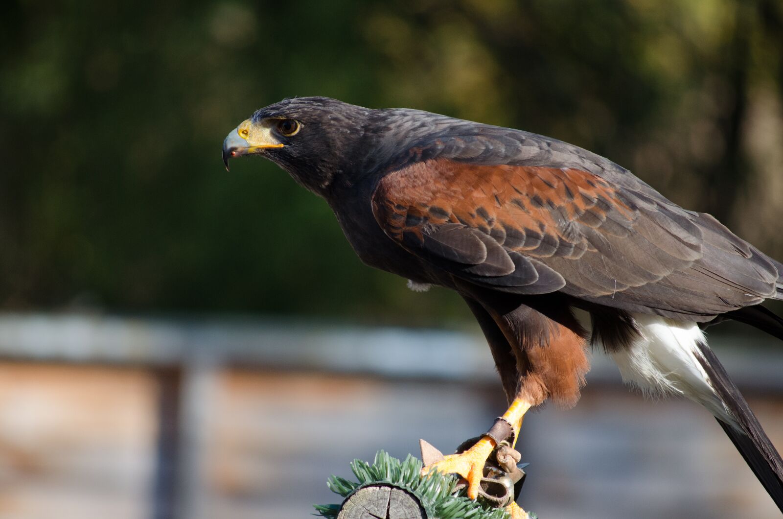 Nikon D5100 sample photo. Bird, falconry, zoo photography