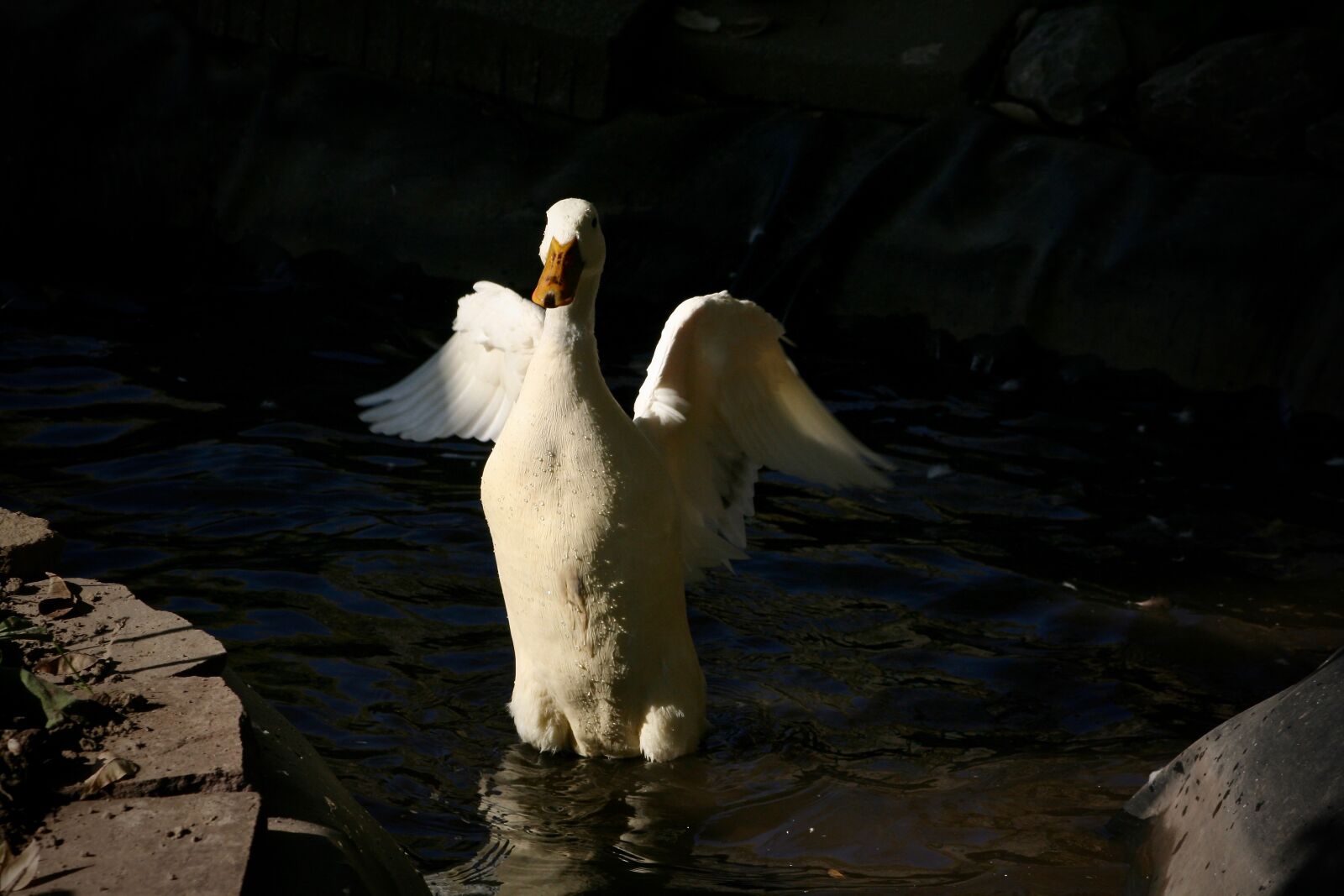 Canon EOS 400D (EOS Digital Rebel XTi / EOS Kiss Digital X) sample photo. Running duck, duck, duck photography