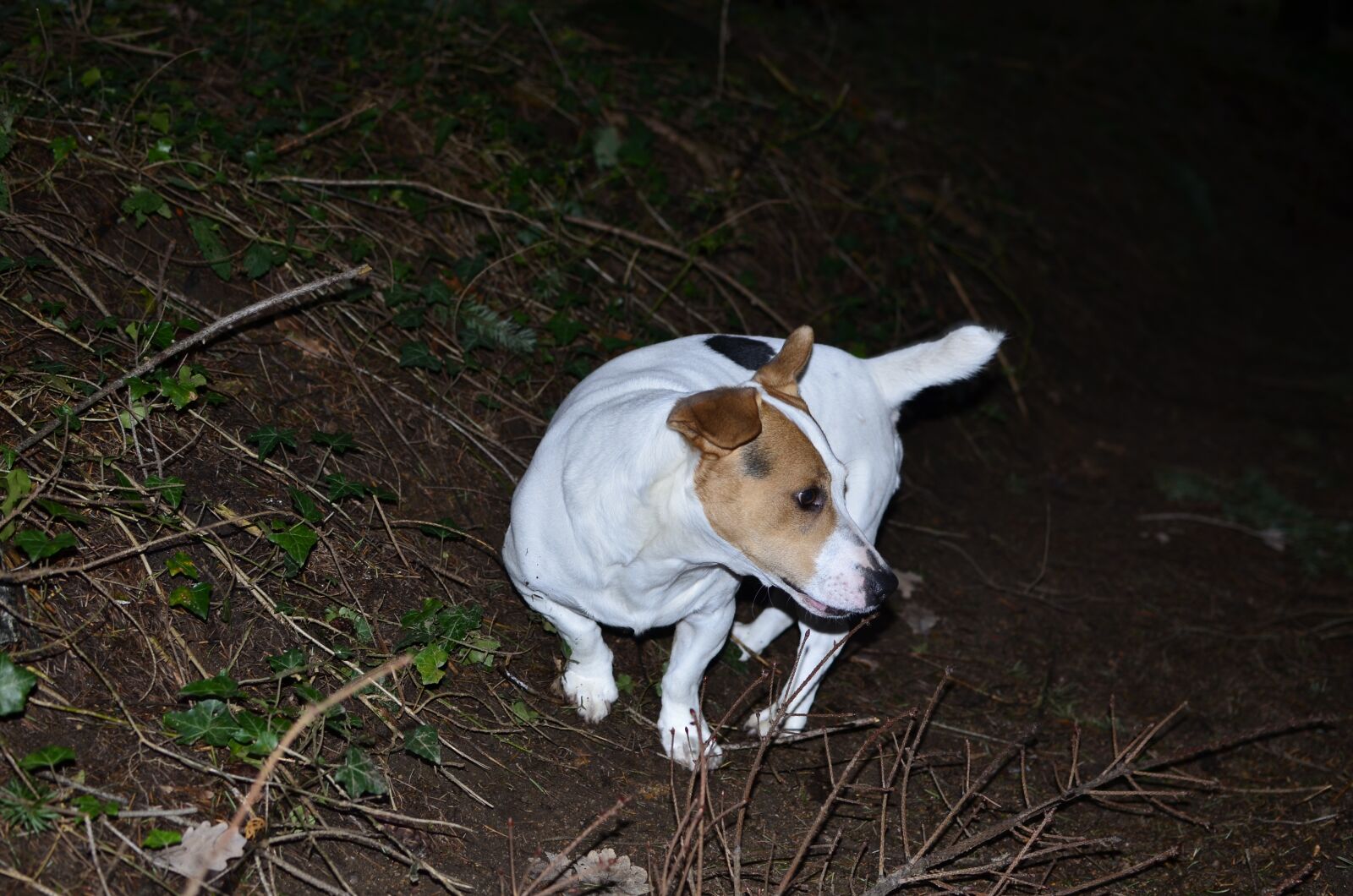 Nikon D7000 sample photo. Mammal, nature, outdoor photography