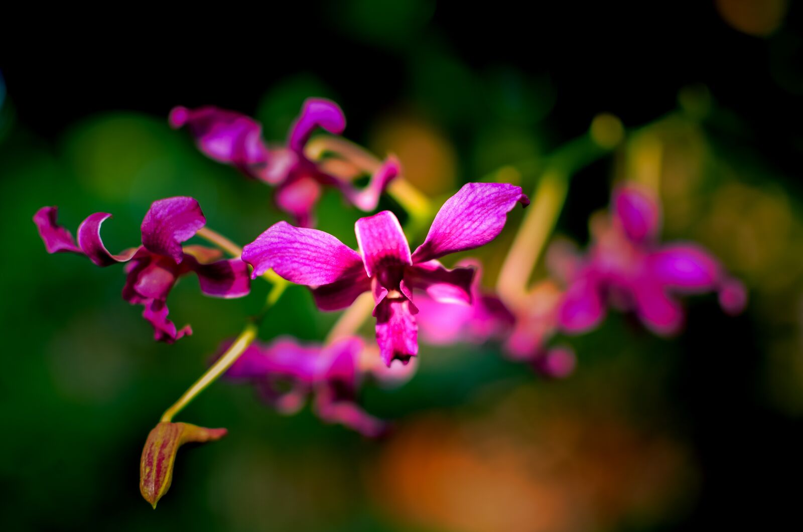 Nikon D5100 sample photo. Orchids, flaunted, orchid photography