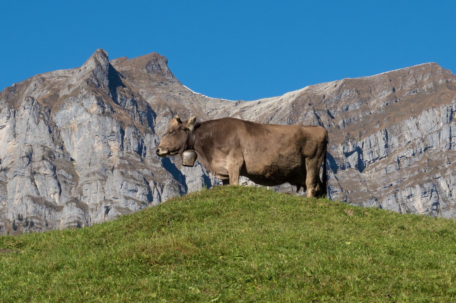 Olympus OM-D E-M1 Mark II + Olympus M.Zuiko Digital ED 12-40mm F2.8 Pro sample photo. Mountains, alpine, cow photography