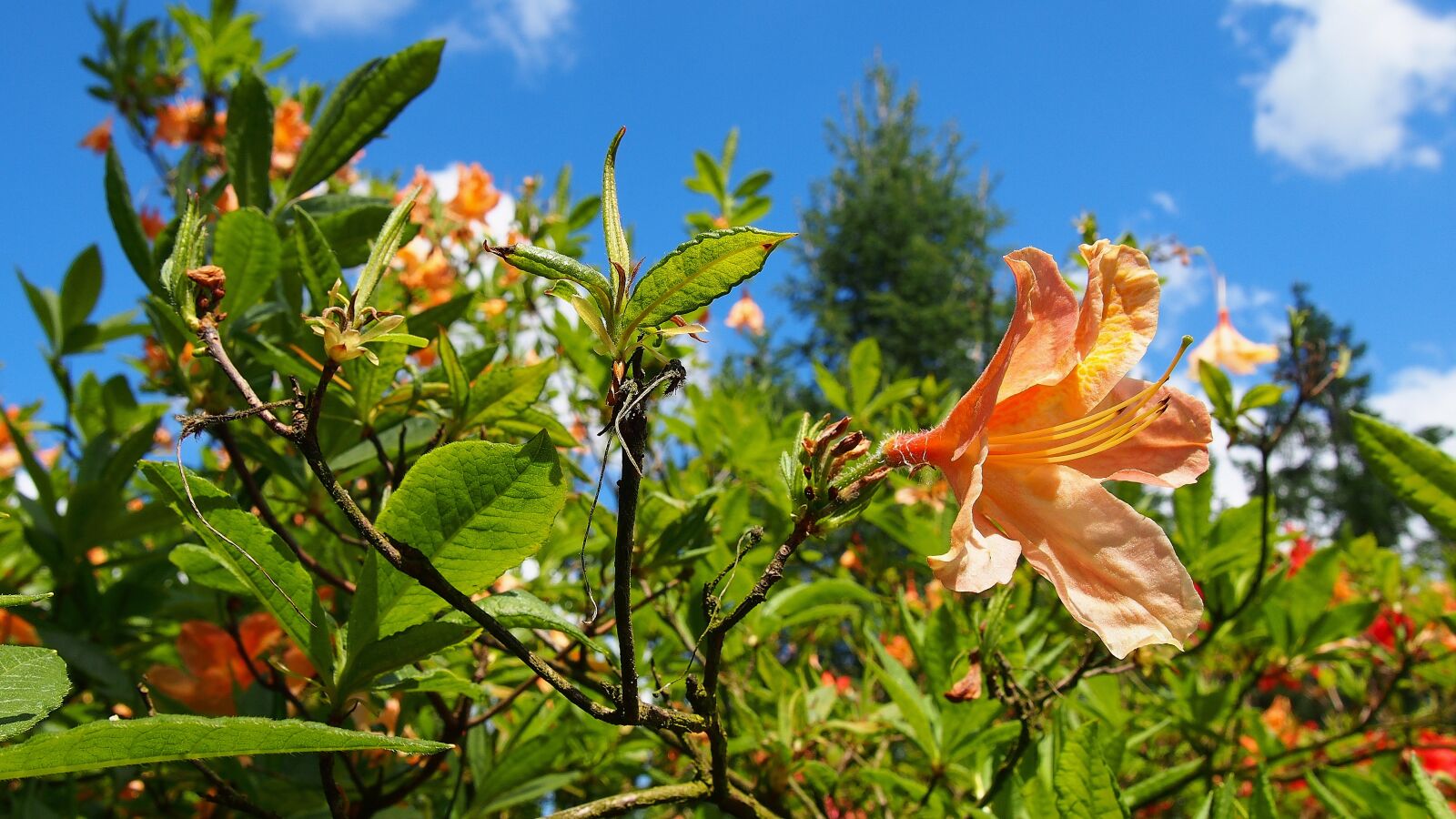 Olympus PEN E-PL6 sample photo. Azalea, blooms, flower photography