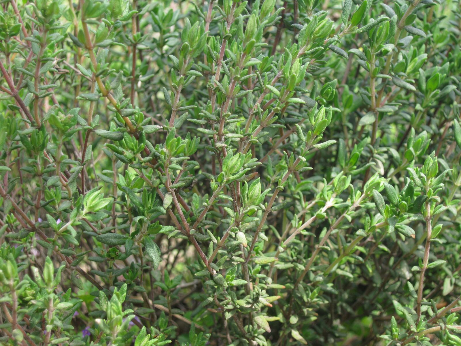 Canon PowerShot A480 sample photo. Thyme, herbs photography