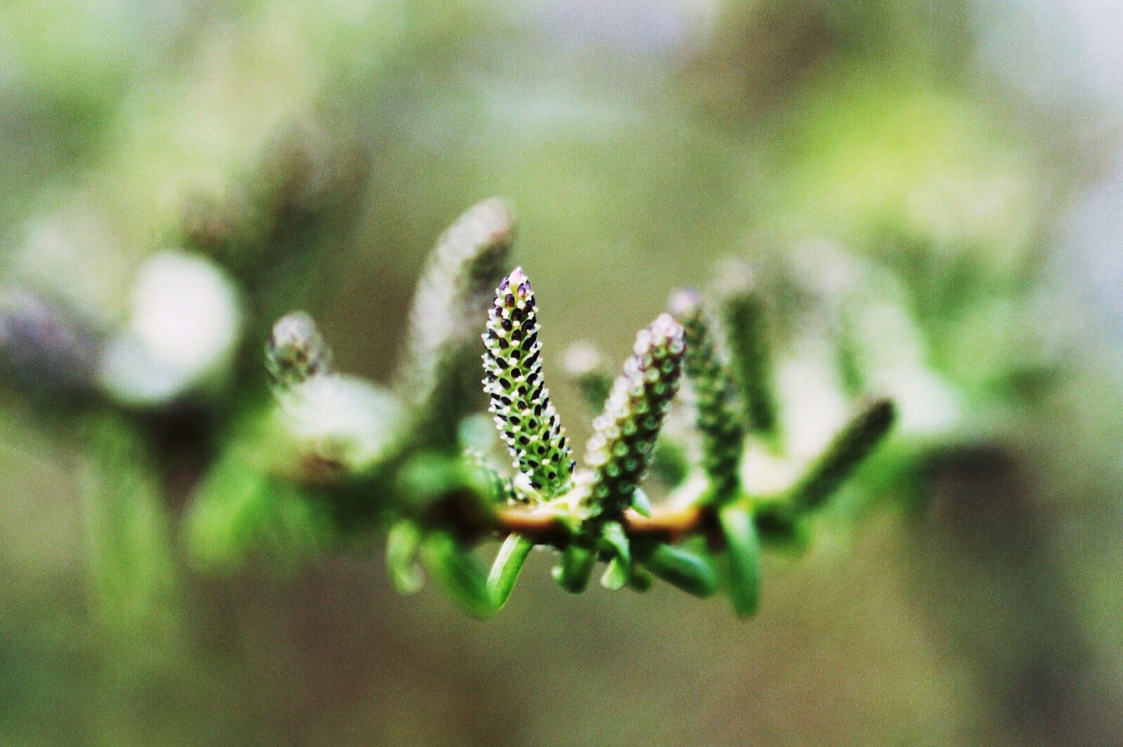 Canon EOS 7D sample photo. Flowers, green, willow photography