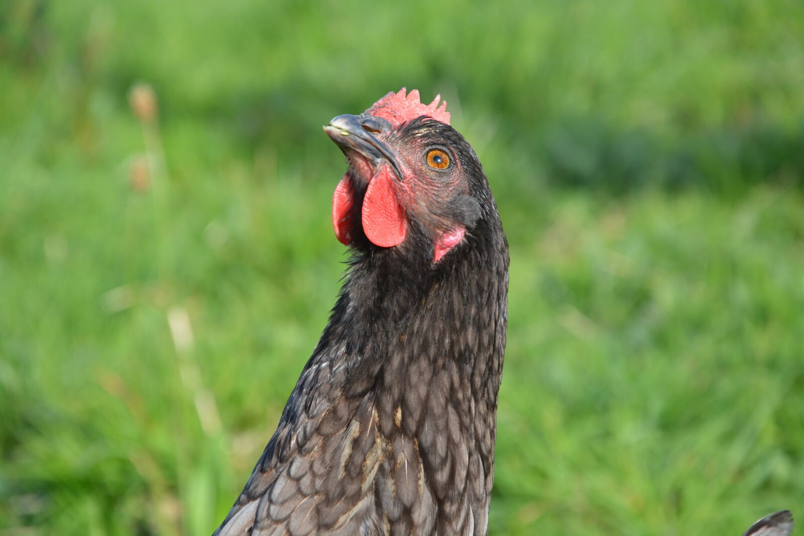 Nikon D5200 sample photo. Hen, ash, nature photography