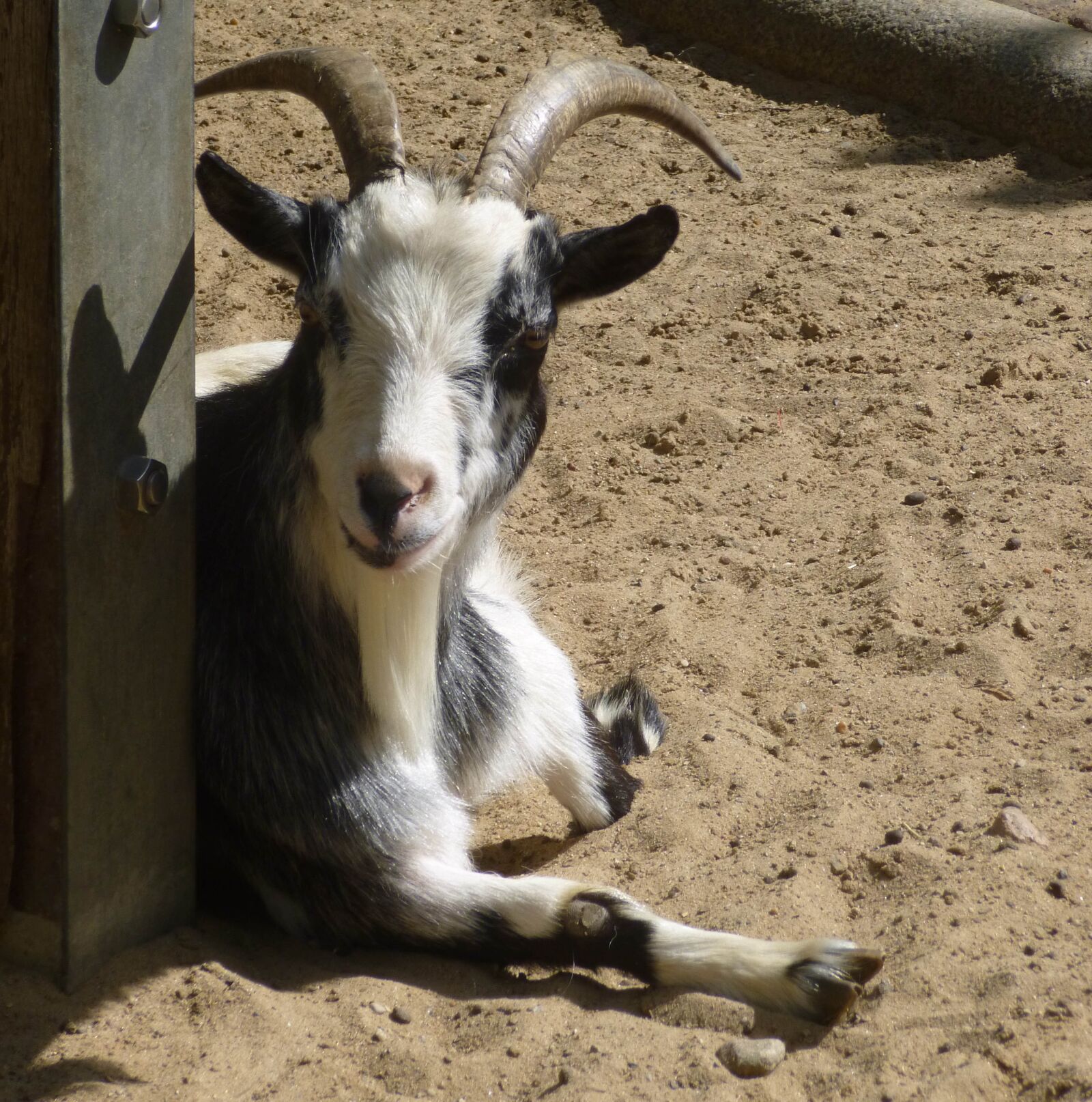 Panasonic DMC-SZ1 sample photo. Goat, horns, mammal photography