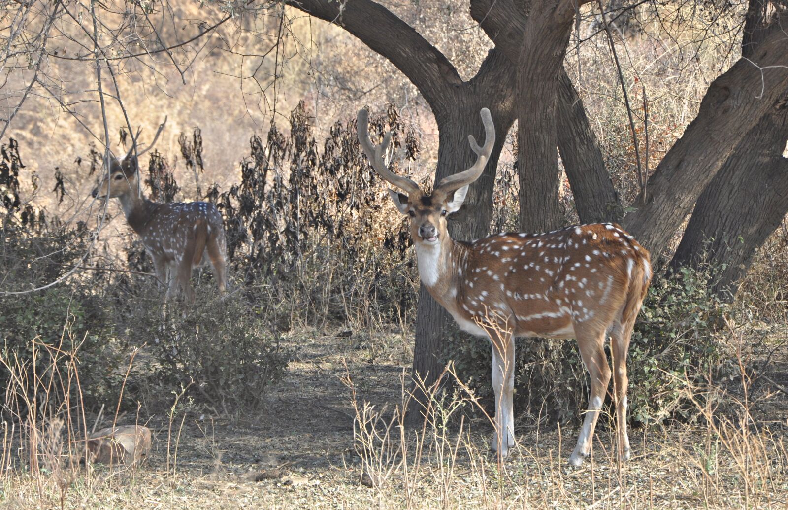 Nikon D90 sample photo. Spotted deer, chital, male photography