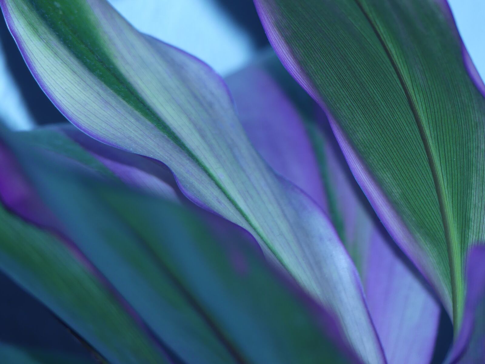 Panasonic Lumix DMC-FZ300 sample photo. Purple, flower, bloom photography