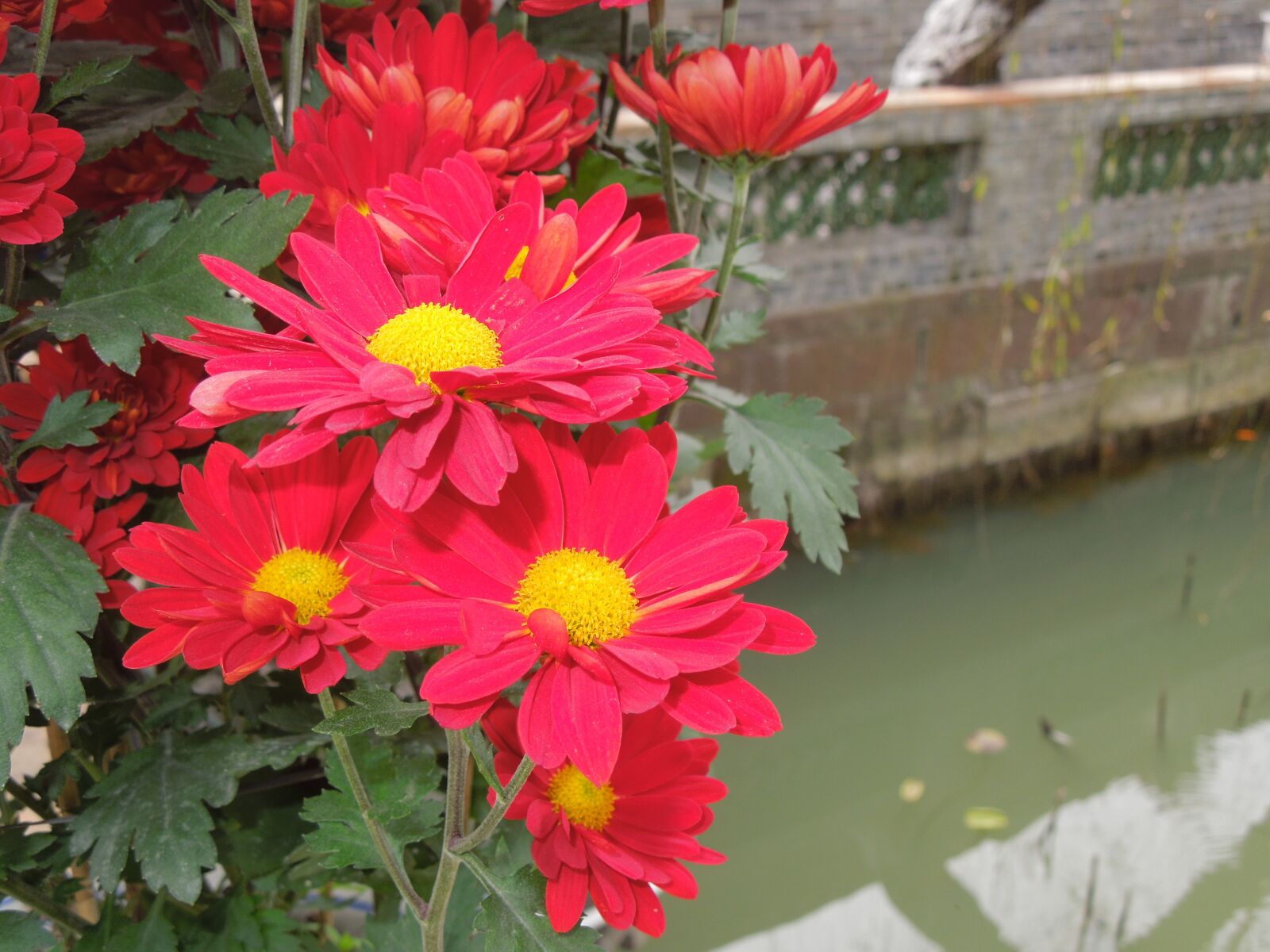 Nikon Coolpix S8200 sample photo. Flower, gambhir park, plant photography