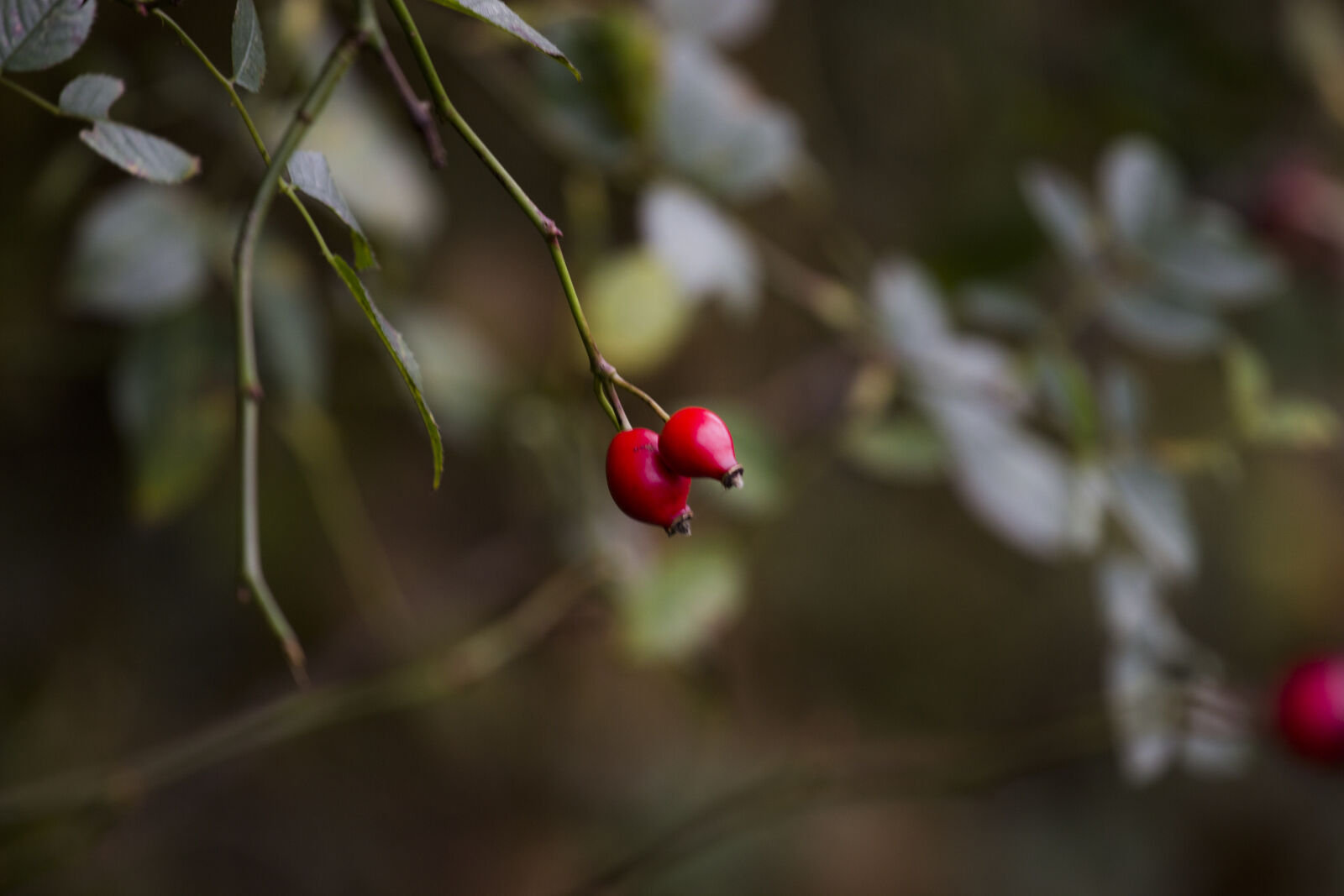 Canon EOS 600D (Rebel EOS T3i / EOS Kiss X5) + Canon EF 70-200mm F4L IS USM sample photo. Autumn, forest, berries, red photography