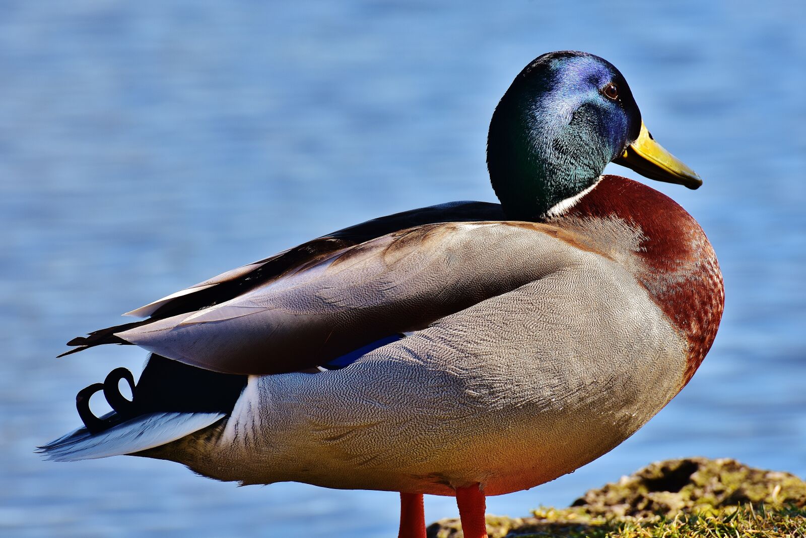 Nikon D7200 sample photo. Mallard, water bird, duck photography