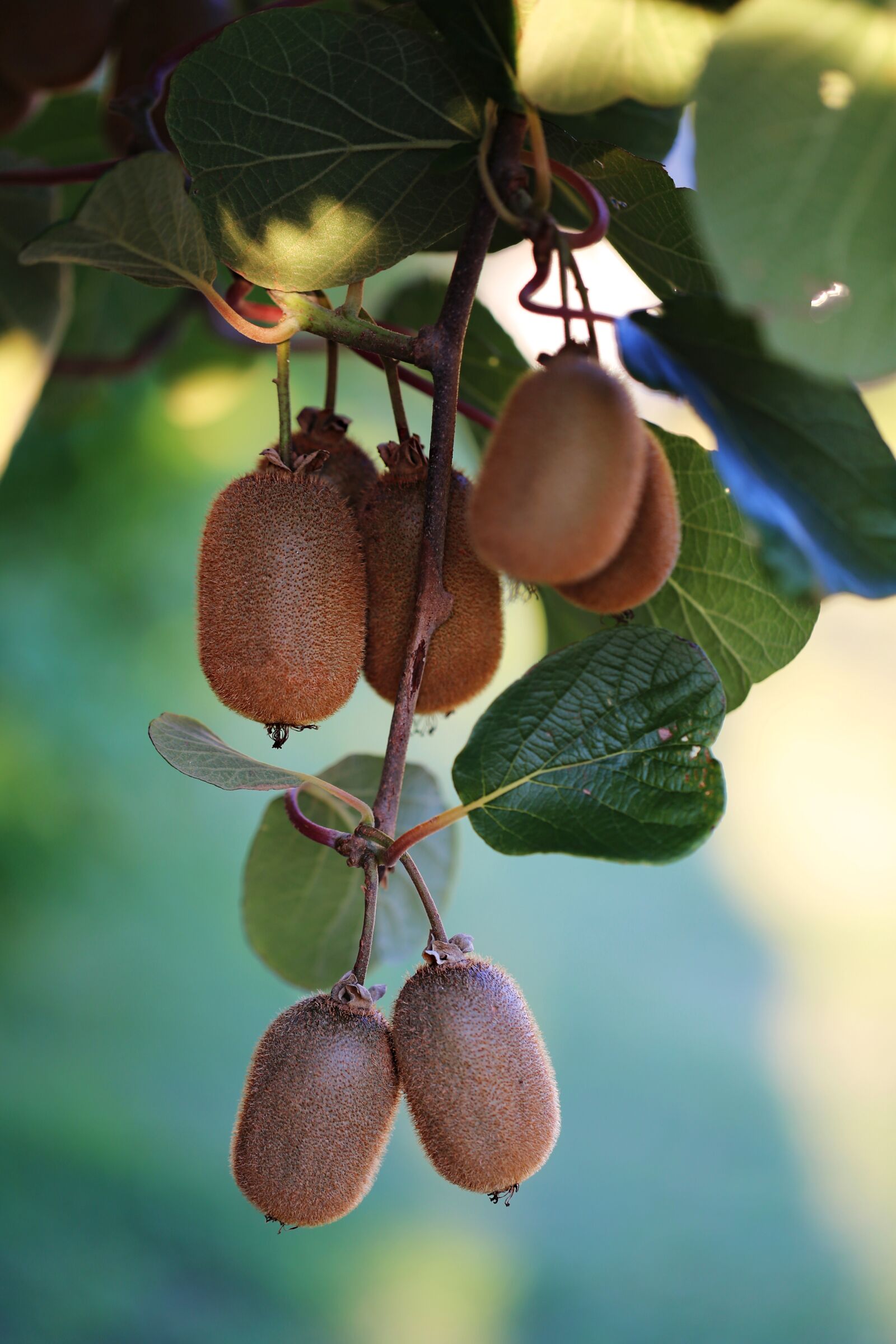Canon EF 100mm F2.8L Macro IS USM sample photo. Kiwi, ripe, harvest photography