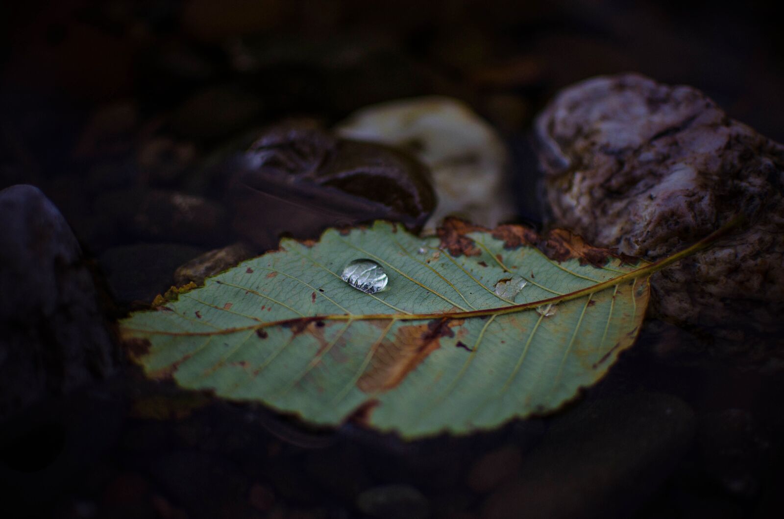 Nikon D7000 sample photo. Nature, leaf, droplet photography