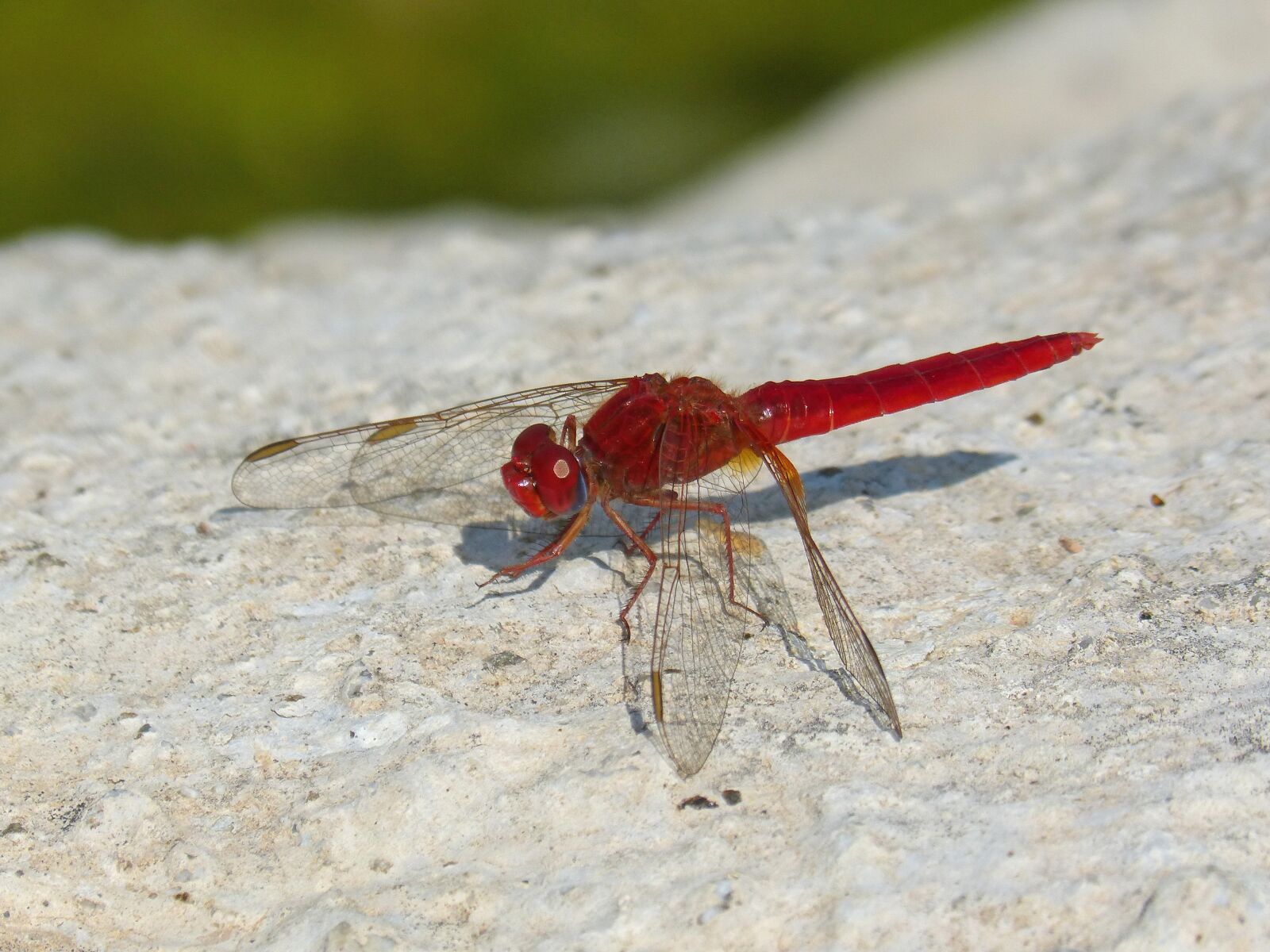 Panasonic DMC-FZ62 sample photo. Red dragonfly, detail, rock photography
