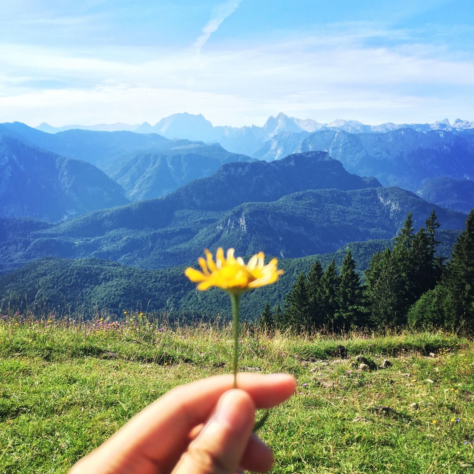 Apple iPhone 6 sample photo. Flower, mountain photography