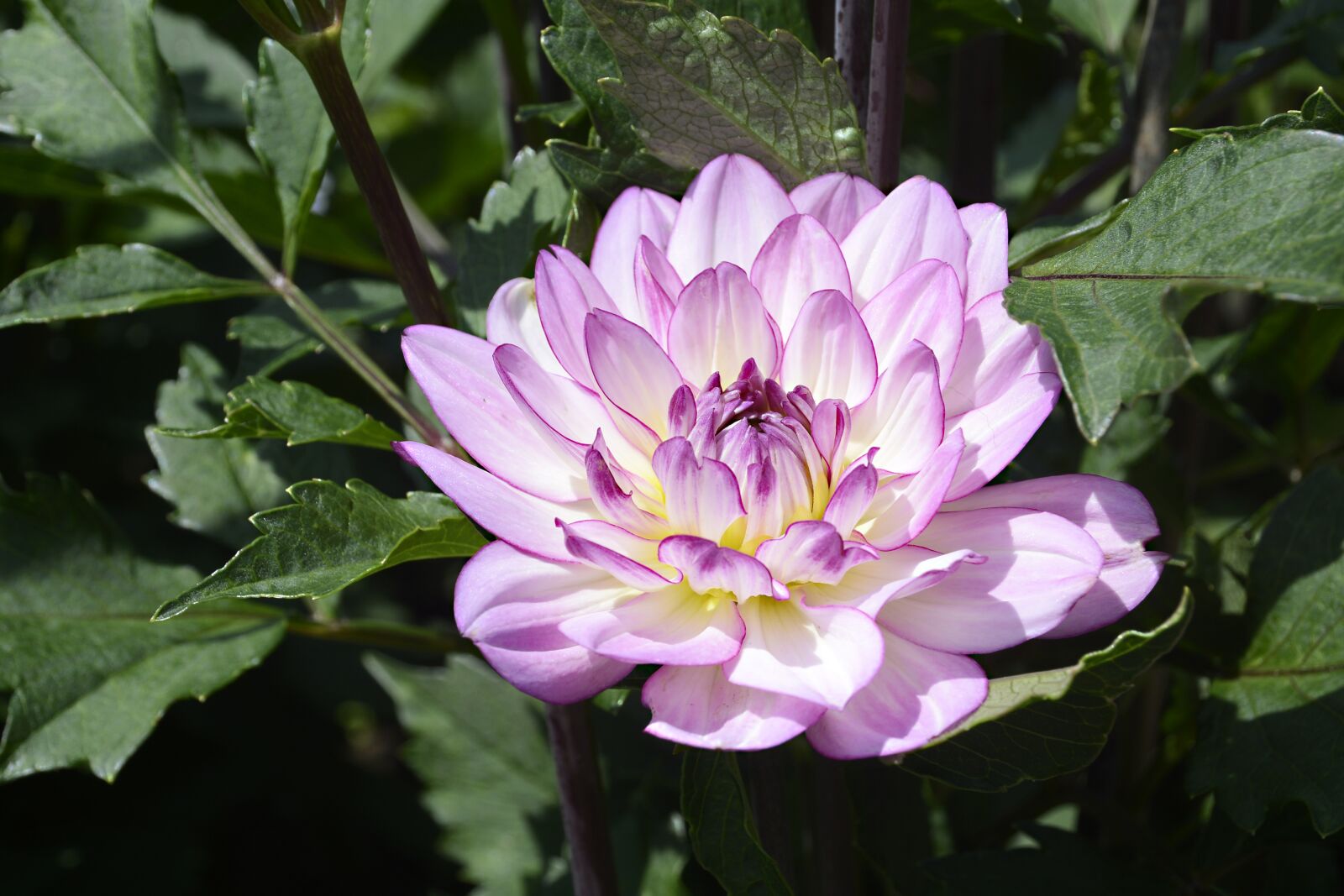 Nikon D7100 sample photo. Dahlia, flower, blossom photography