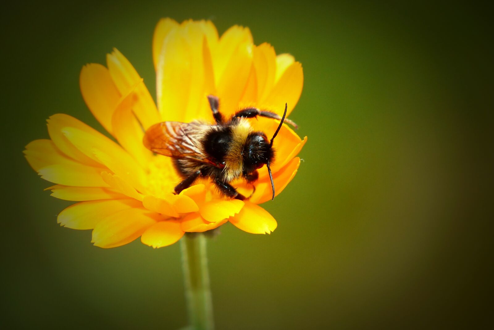 Panasonic Lumix DMC-FZ200 sample photo. Bumblebee gas, tom, pszczo photography