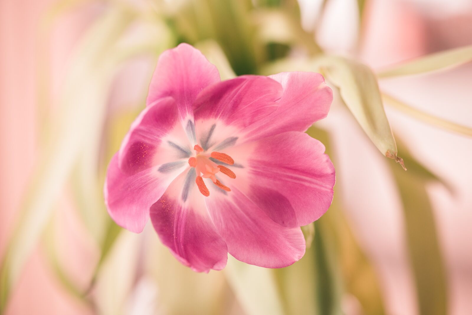 Nikon D750 sample photo. Flower, blossom, bloom photography