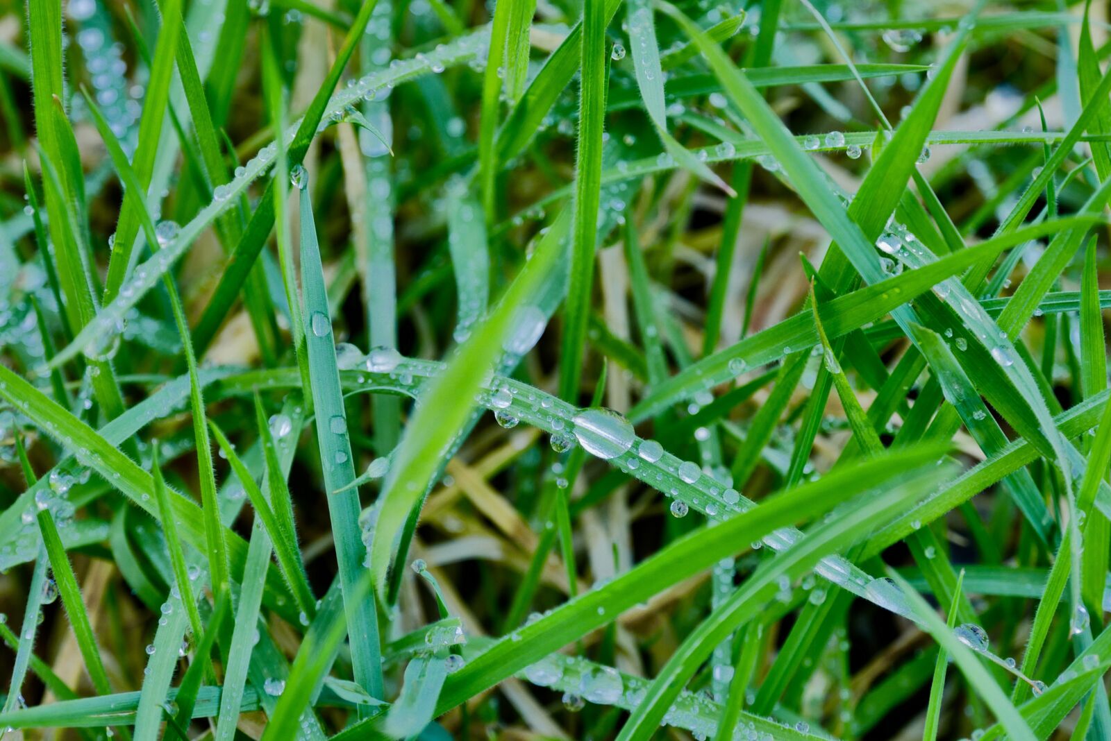 Panasonic Lumix DMC-G7 sample photo. Grass, nature, field photography