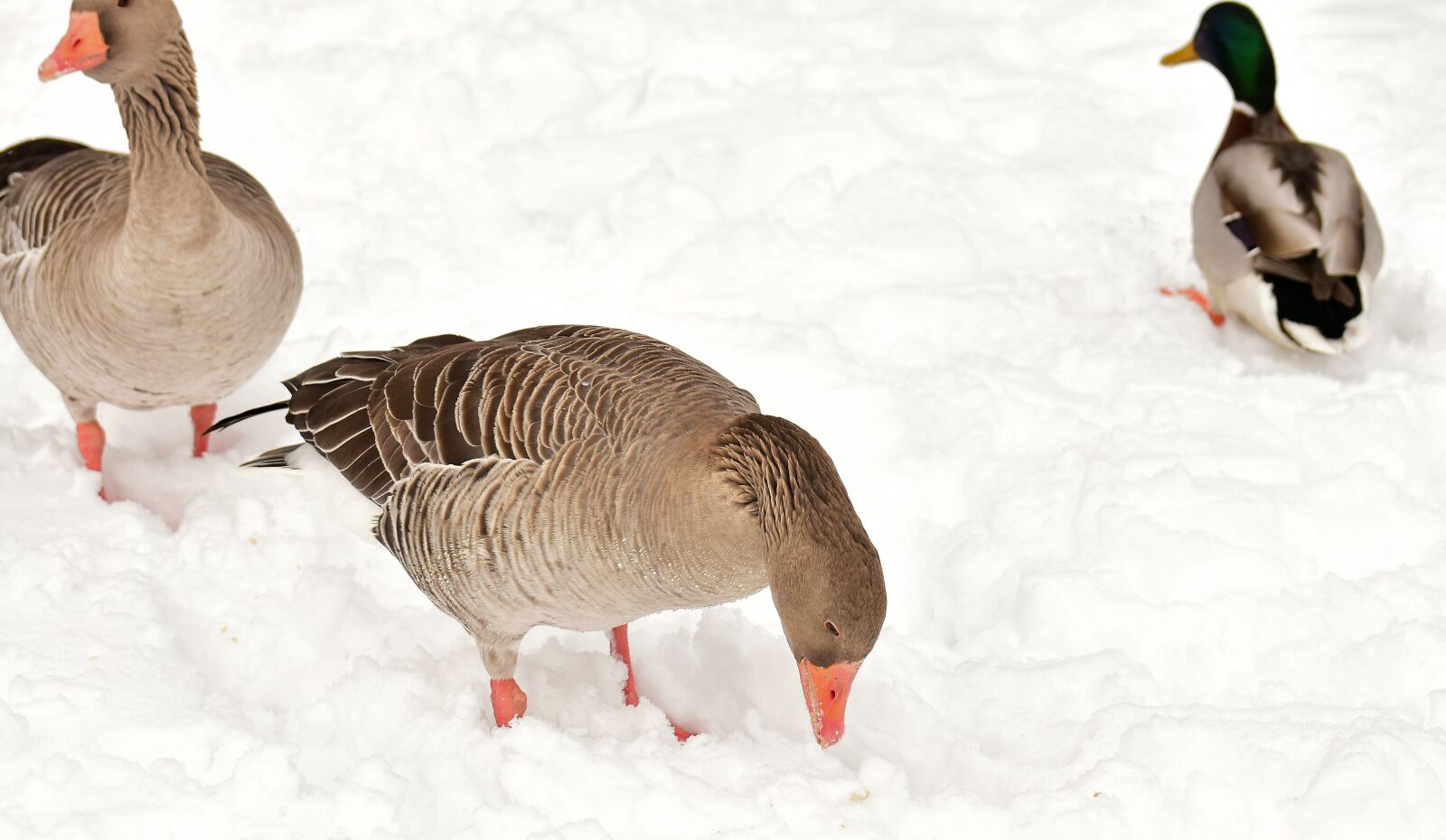 Nikon D7200 sample photo. Geese, duck, waterfowl photography