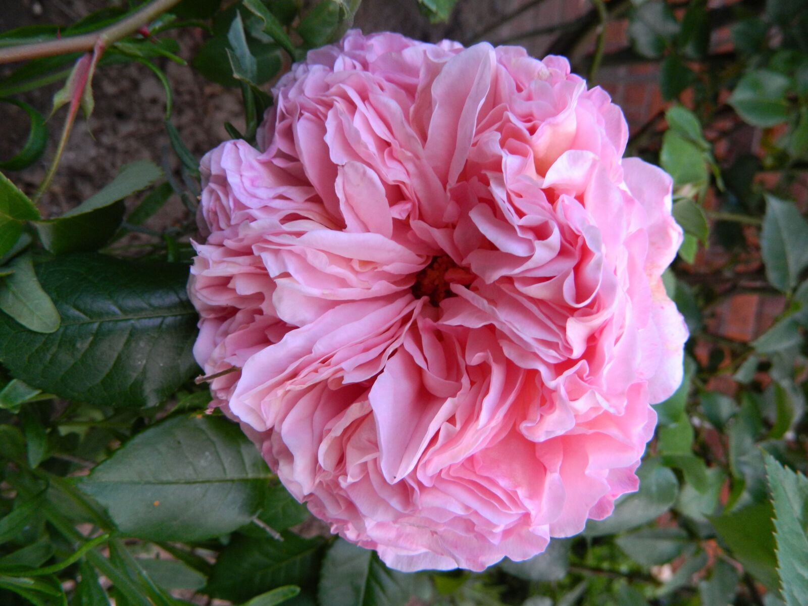 Nikon Coolpix L120 sample photo. Filled rose, romantic, rose photography