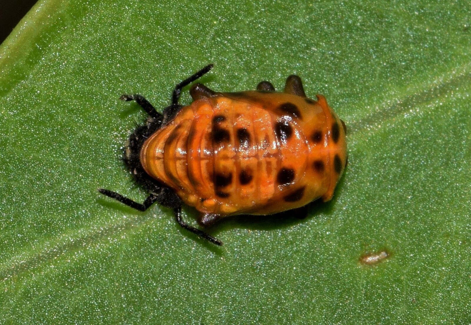 Nikon D5300 sample photo. Pupa, lady beetle pupa photography