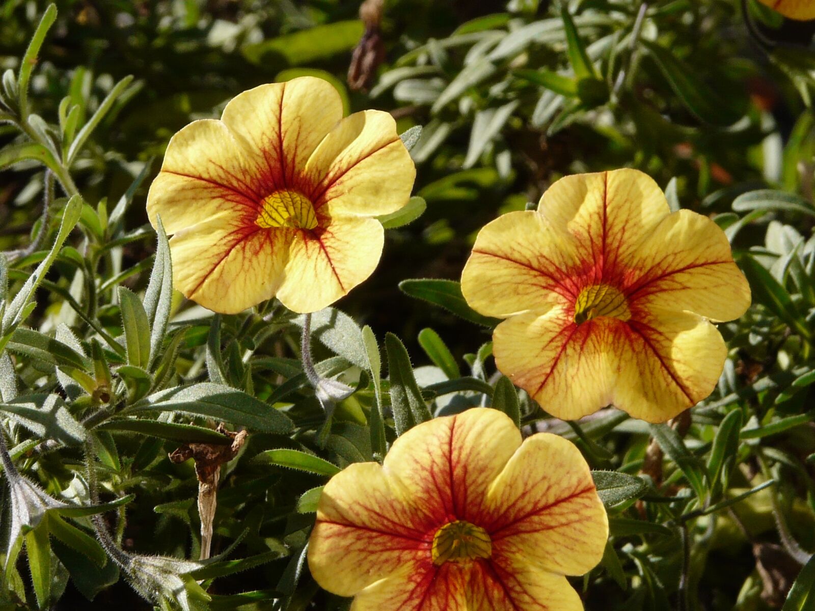 Panasonic DMC-FZ18 sample photo. Petunia, gardening, flower photography