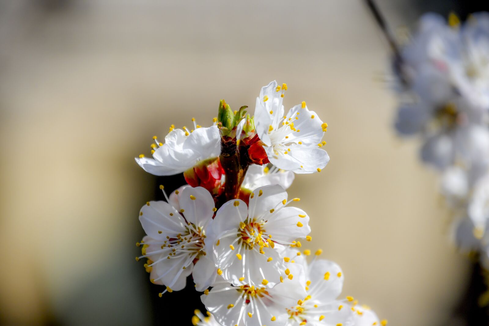 Nikon D7500 sample photo. Flower, spring, nature photography