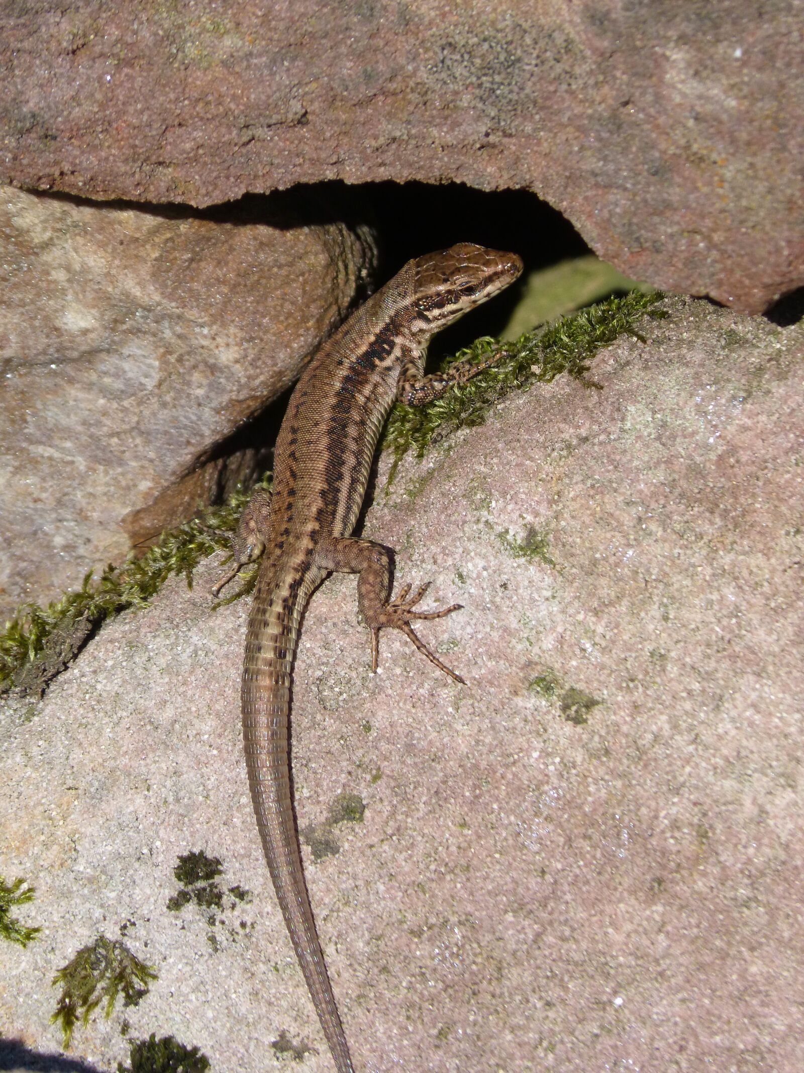 Panasonic DMC-FZ62 sample photo. Lizard, reptile, rocks photography