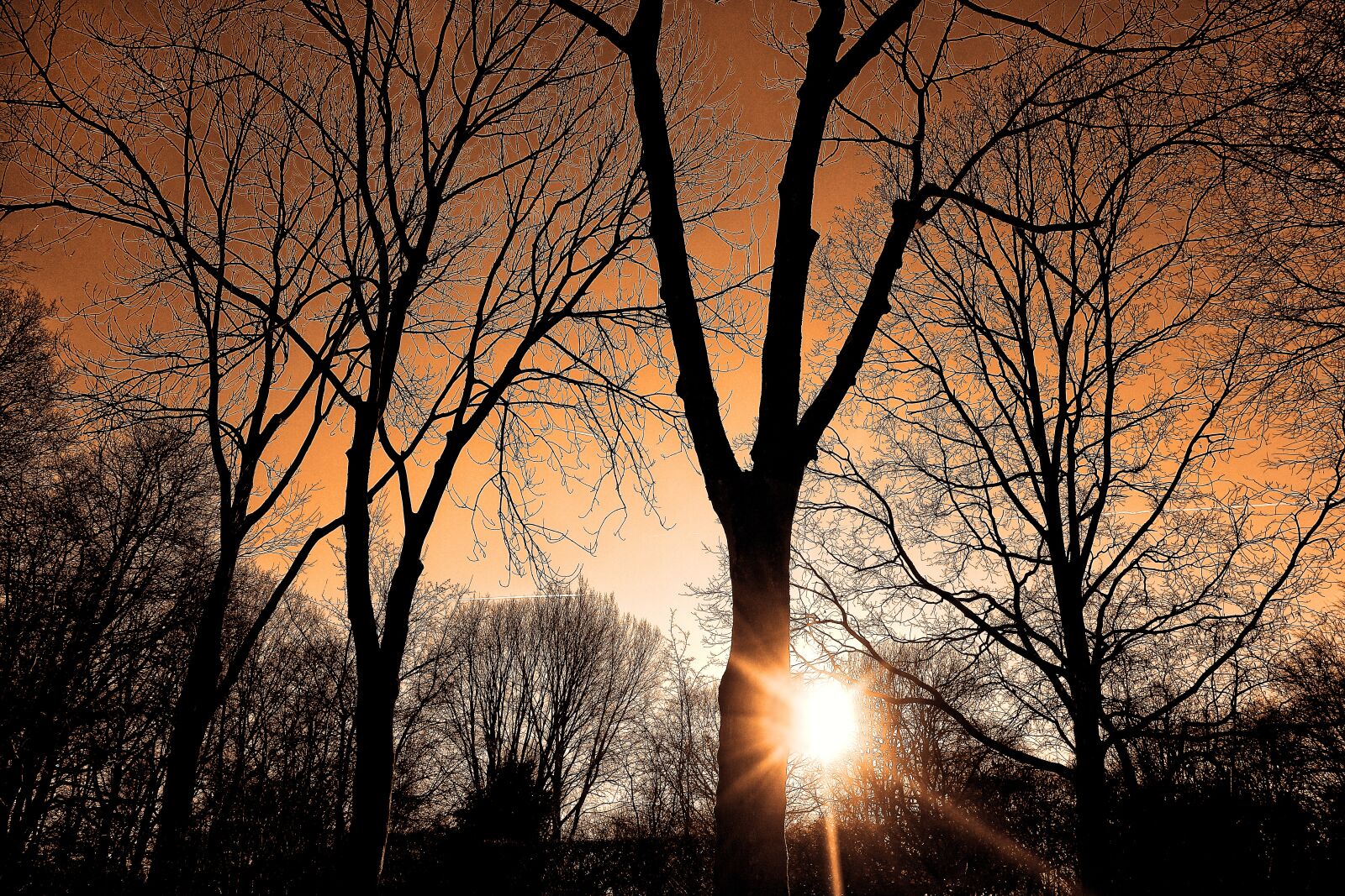 Sony Cyber-shot DSC-RX100 sample photo. Sunset, forest, silhouette photography