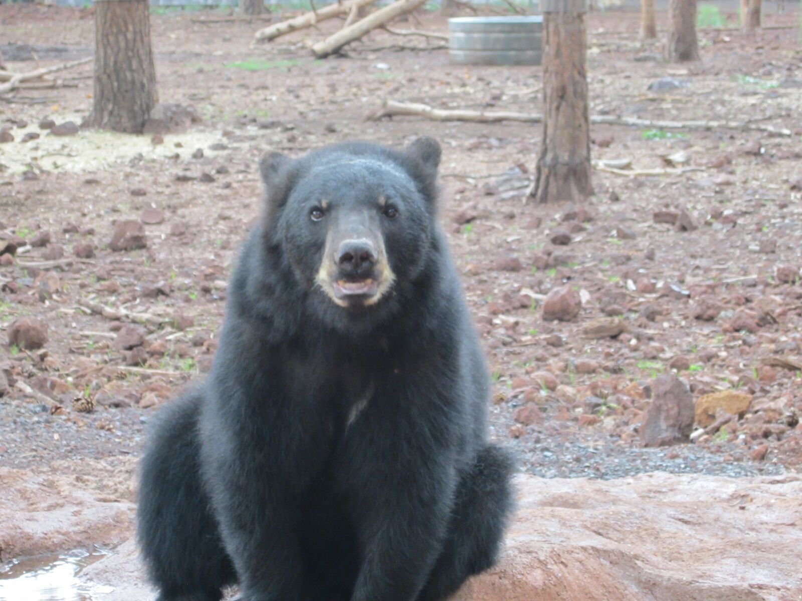 Canon PowerShot ELPH 100 HS (IXUS 115 HS / IXY 210F) sample photo. Bear, black bear, animal photography