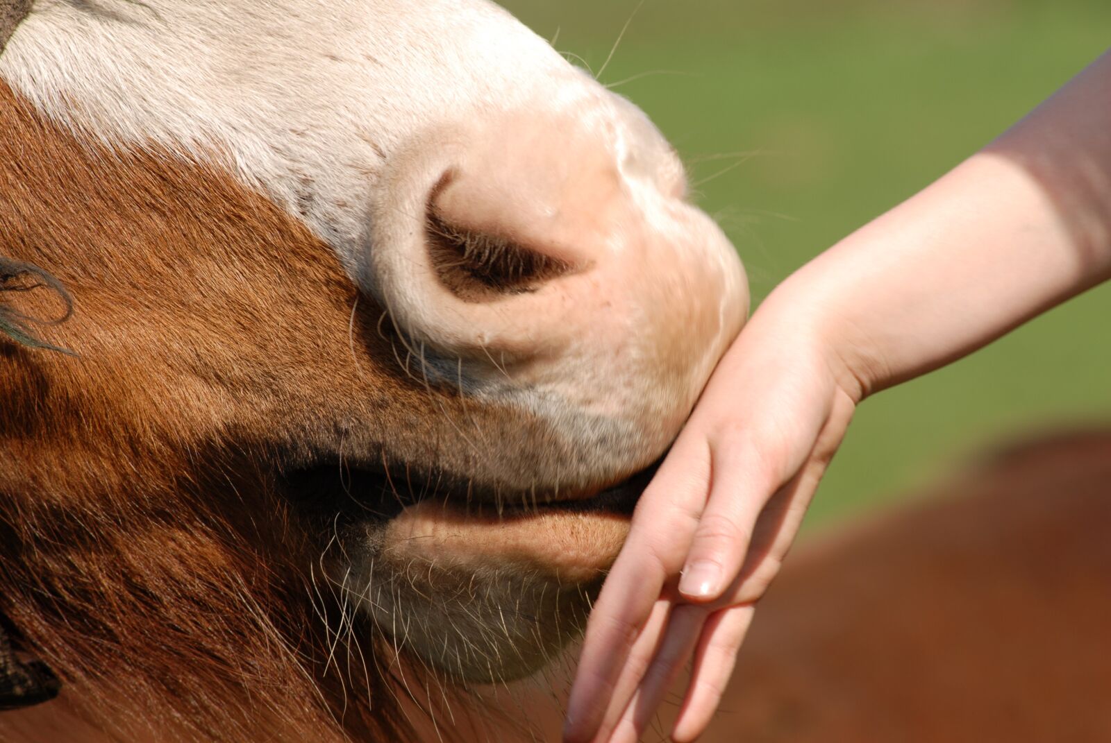 Nikon D200 sample photo. Horse, hand, hånd photography